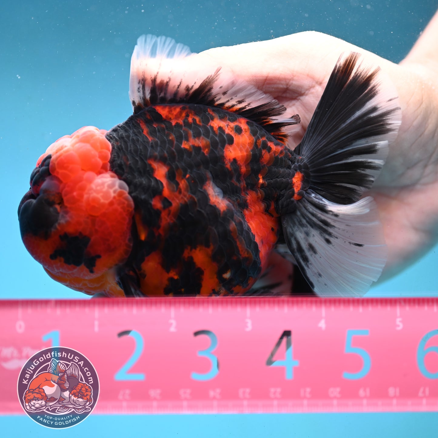 Tiger Oranda 4 inch Body (251003_OR03)