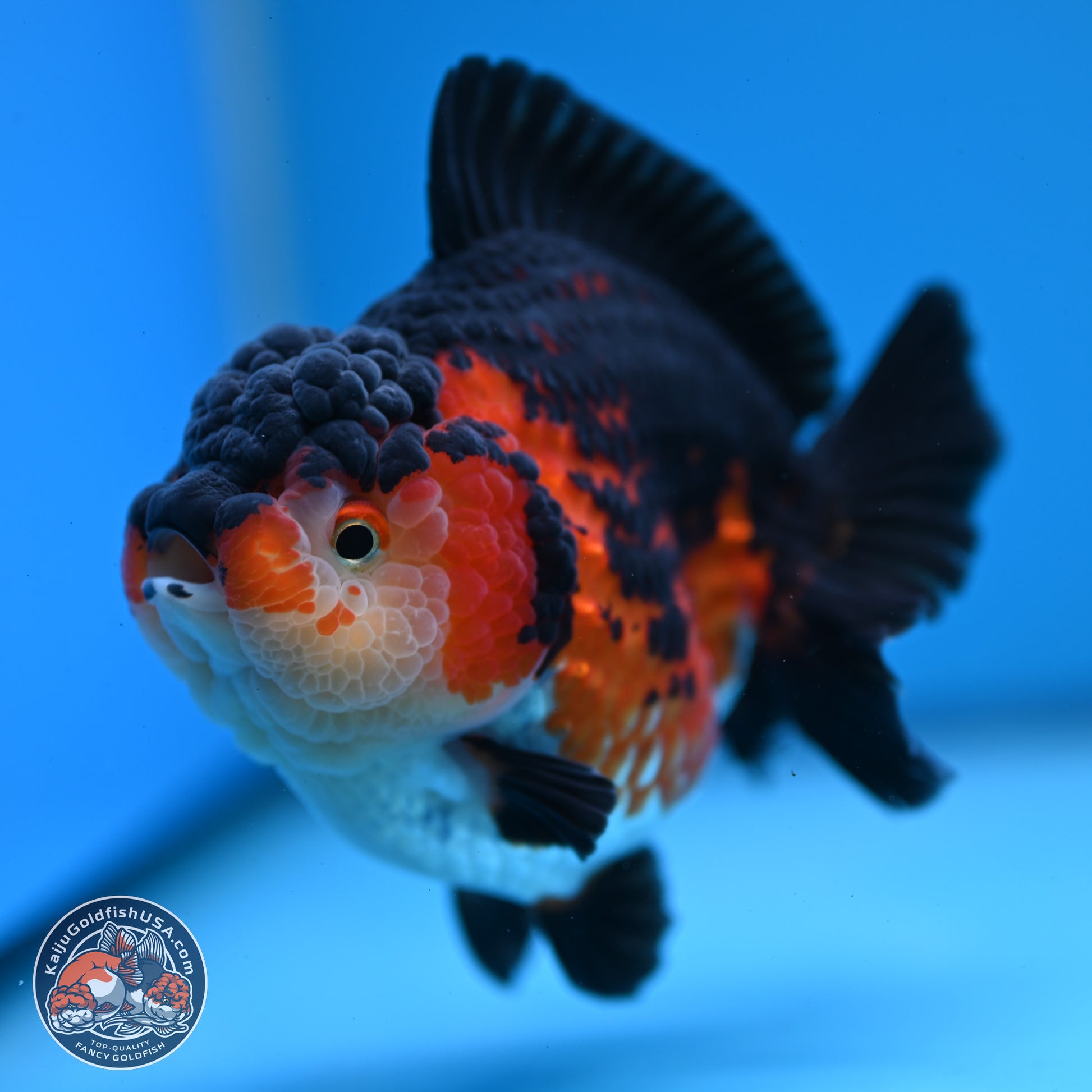 Tricolor YuanBao Oranda 3.75 inches Body - Female (241227_OR03) - Kaiju Goldfish USA