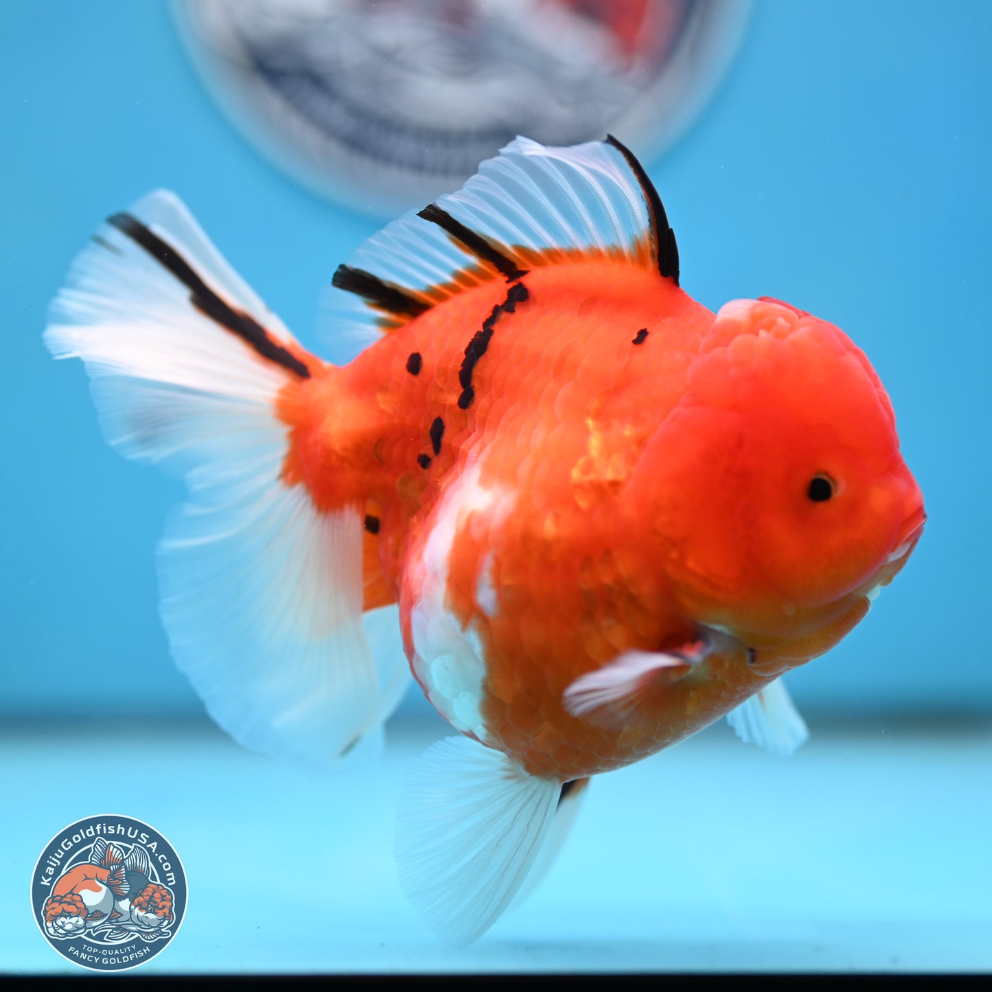 Tricolor Sakura Rose Tail Oranda 4 inches Body - Female (250404_OR03)