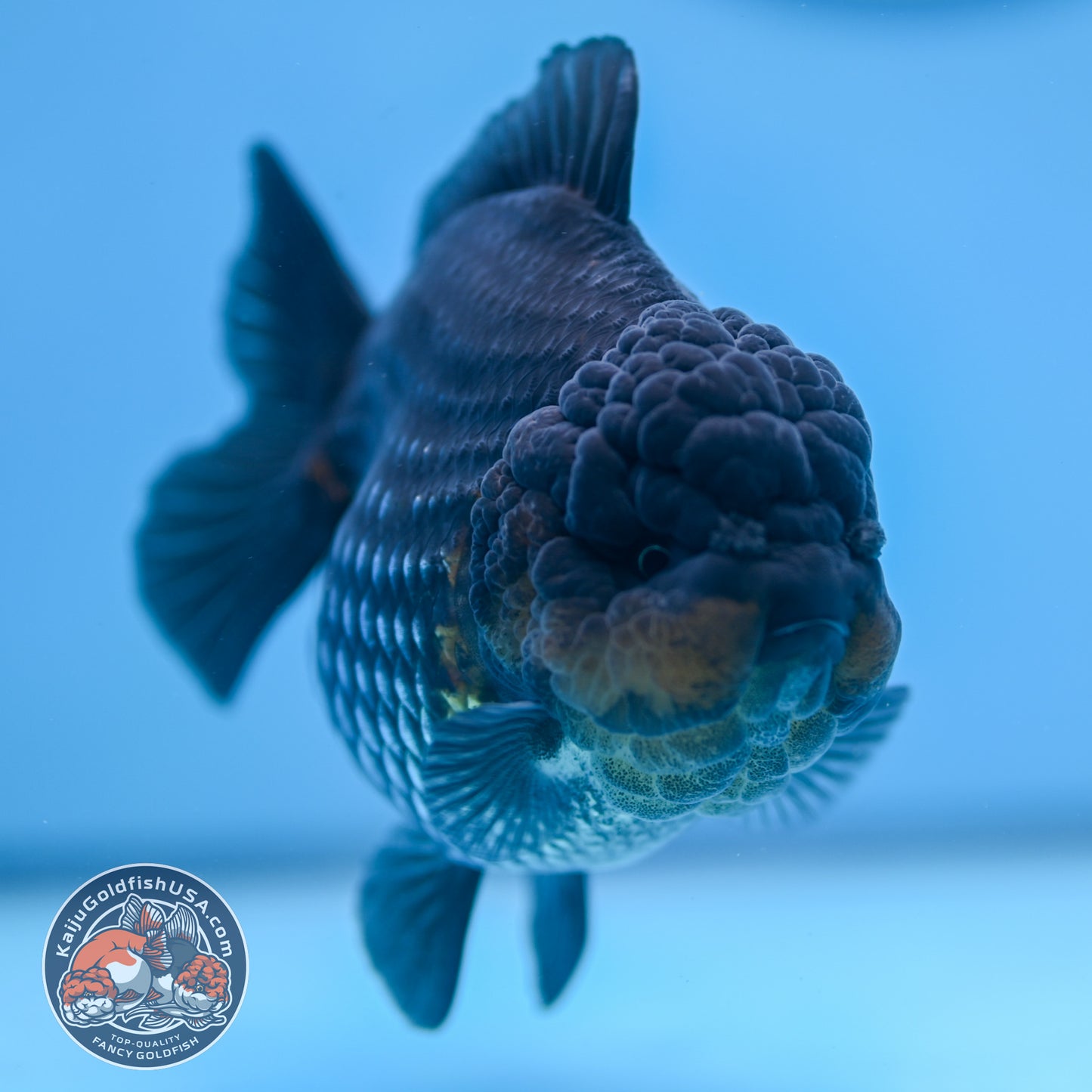 Shogun Metallic Oranda 4 inches Body (250606_OR03)