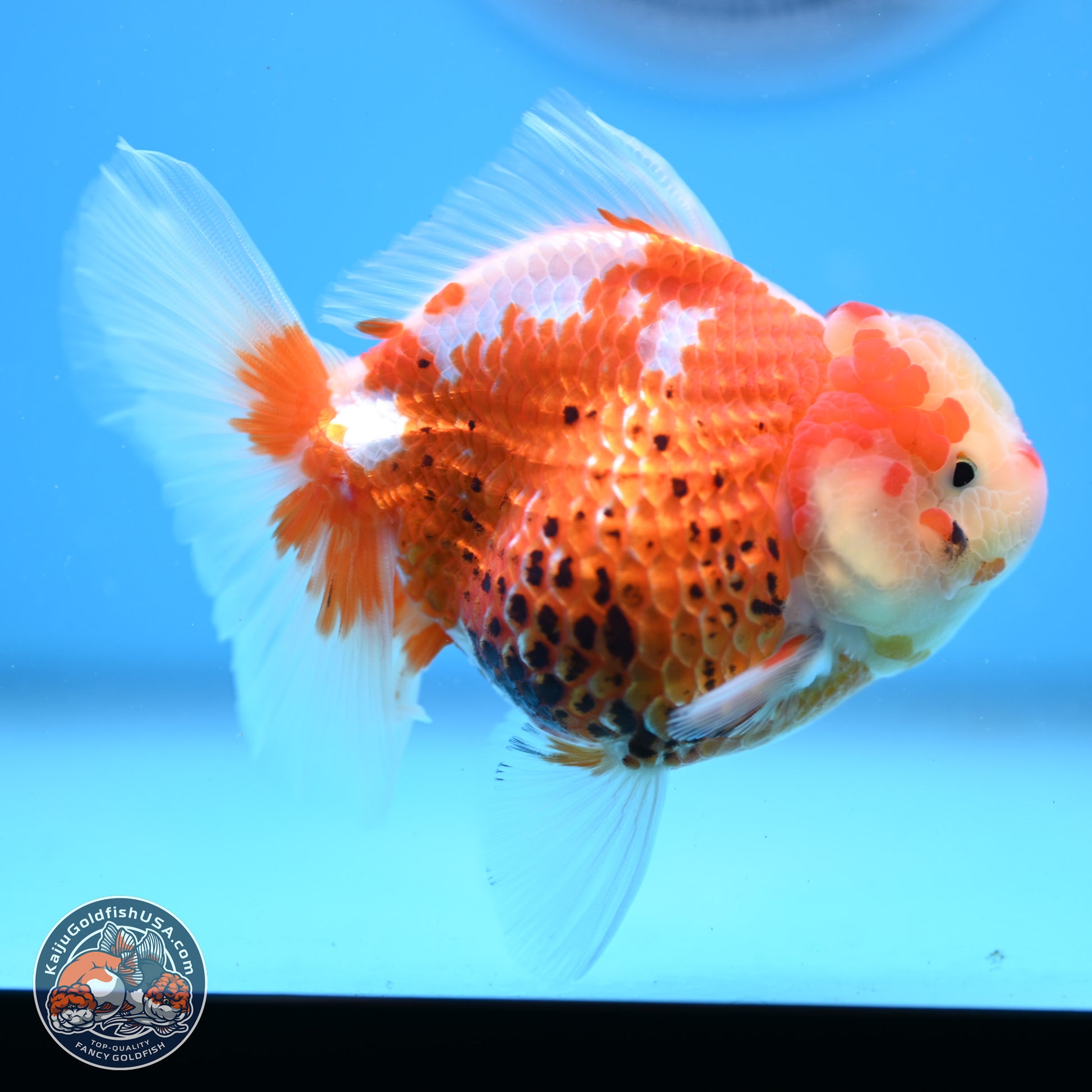 Tricolor Rose Tail Oranda 4.5 inches - Female (241206_OR03) - Kaiju Goldfish USA