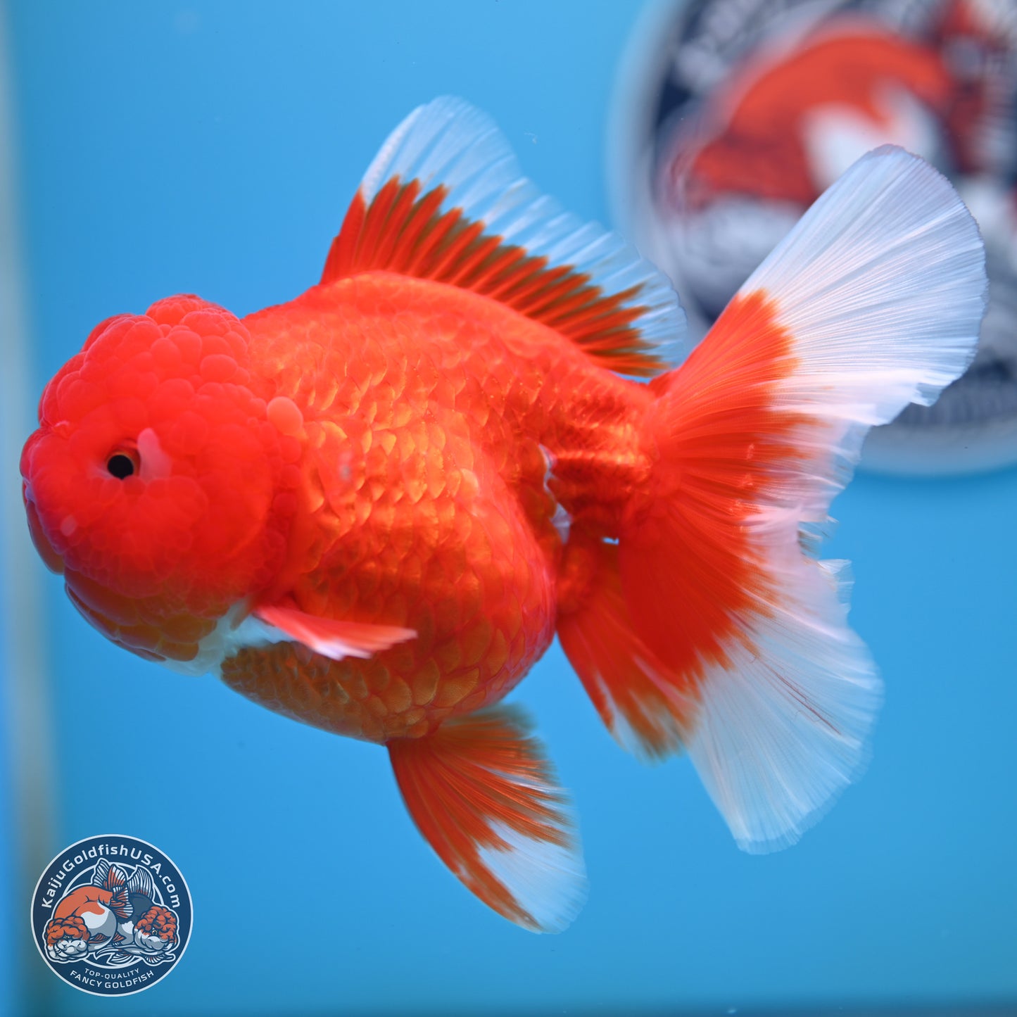 Red White Rose Tail Oranda 4.25 inches Body - Female (250221_OR03)