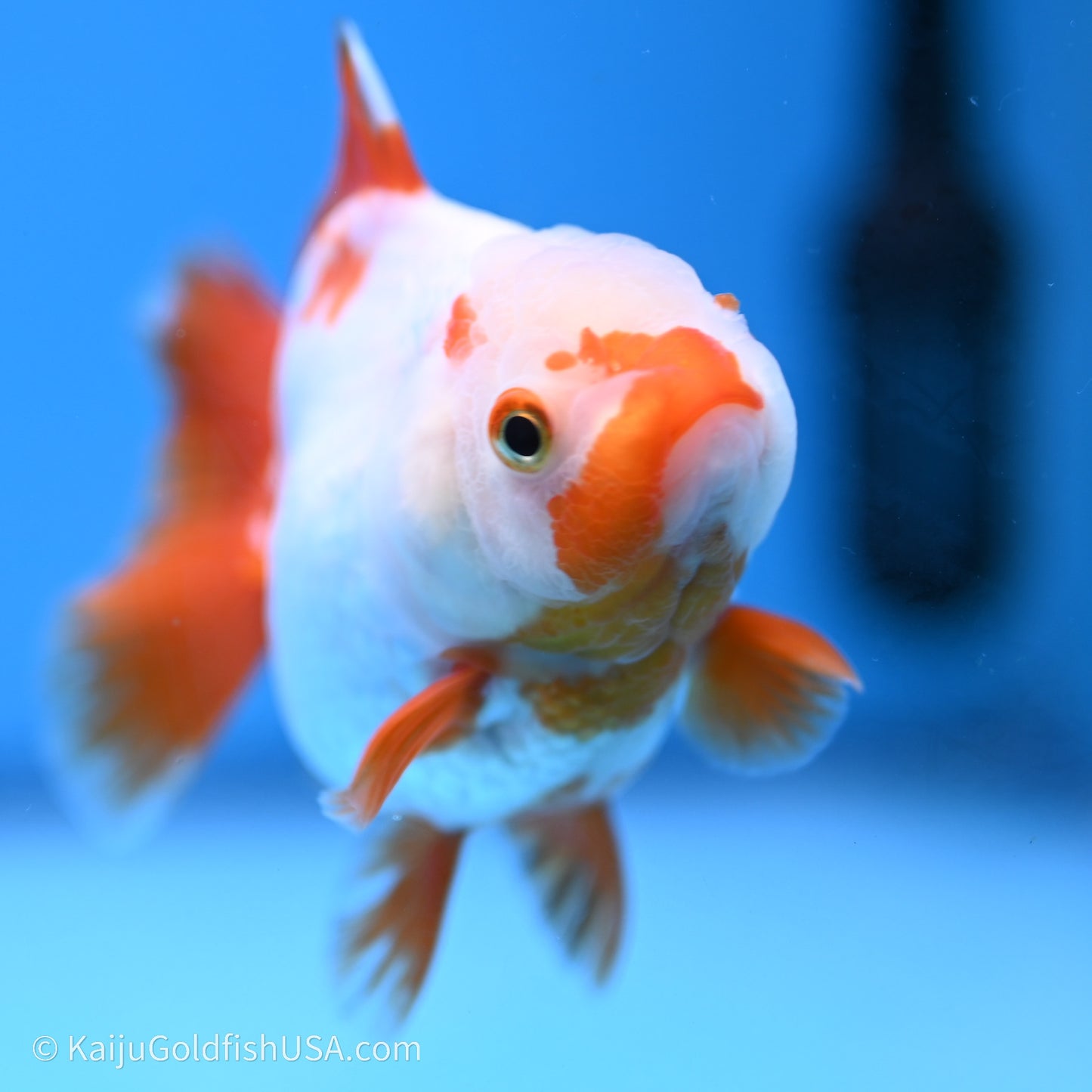 Shogun Godzilla Red White Oranda 3.25in Body (240719_OR03) - Kaiju Goldfish USA