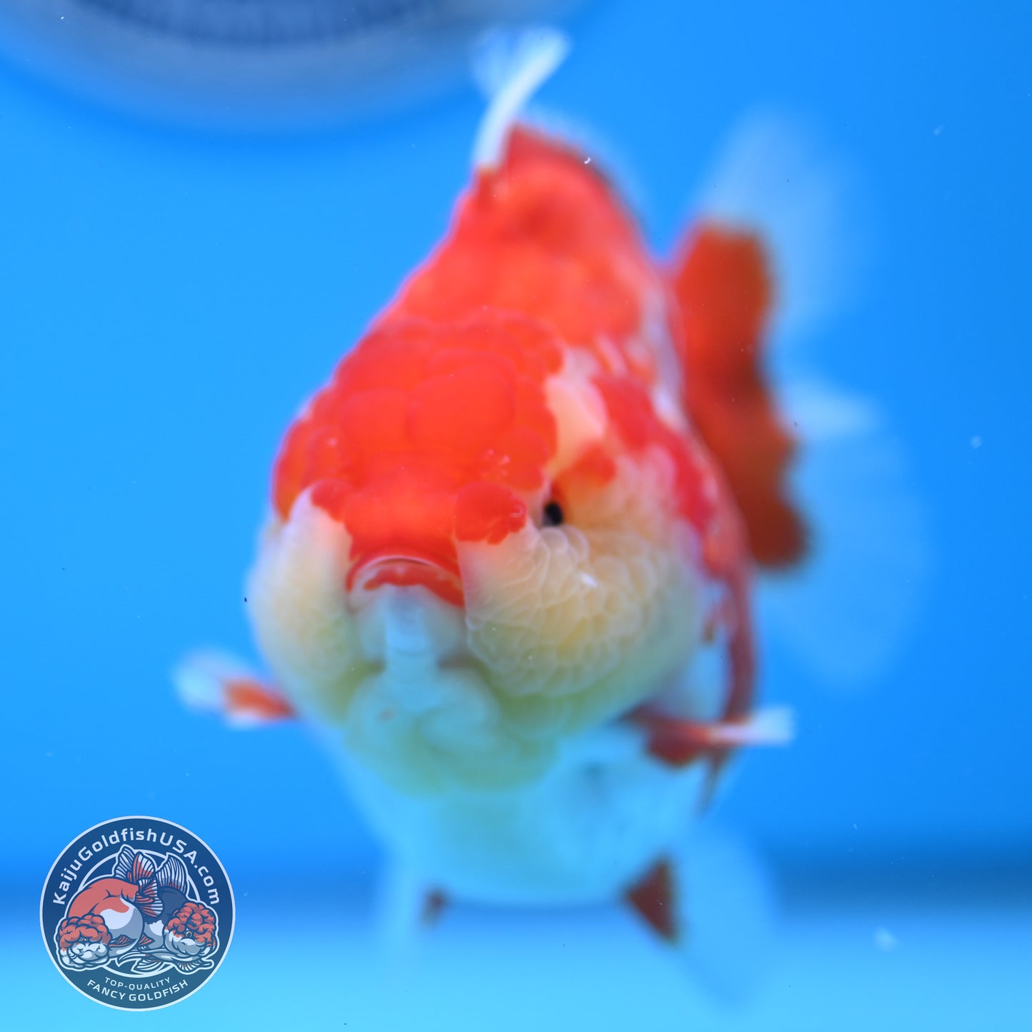 Deer Spot Red White Oranda 4 inches Body (250523_OR03)