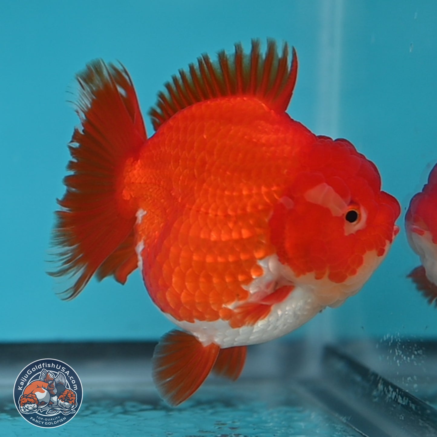 Red White YuanBao Oranda 3.5 inches Body - Female (250131_OR03)