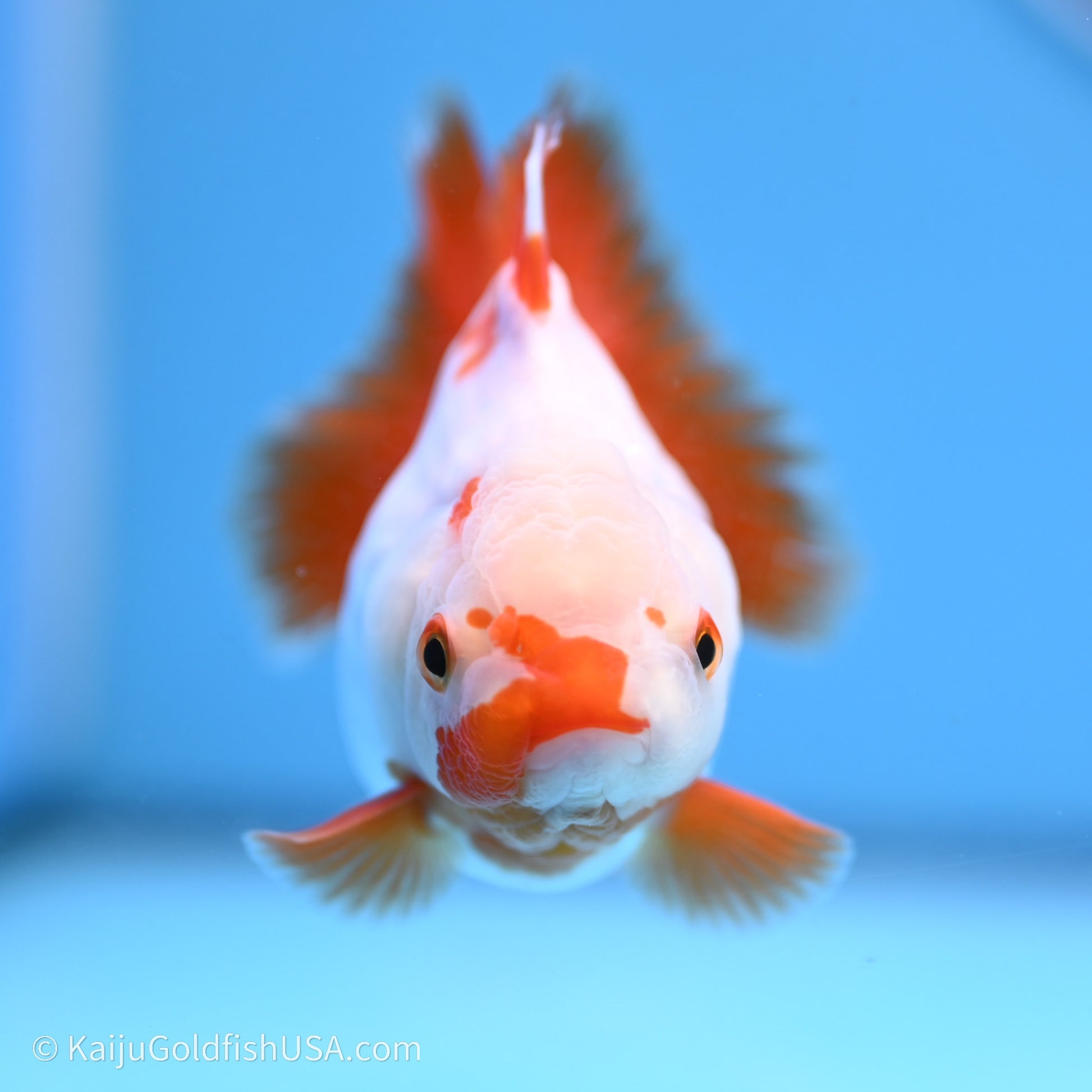 Shogun Godzilla Red White Oranda 3.25in Body (240719_OR03) - Kaiju Goldfish USA