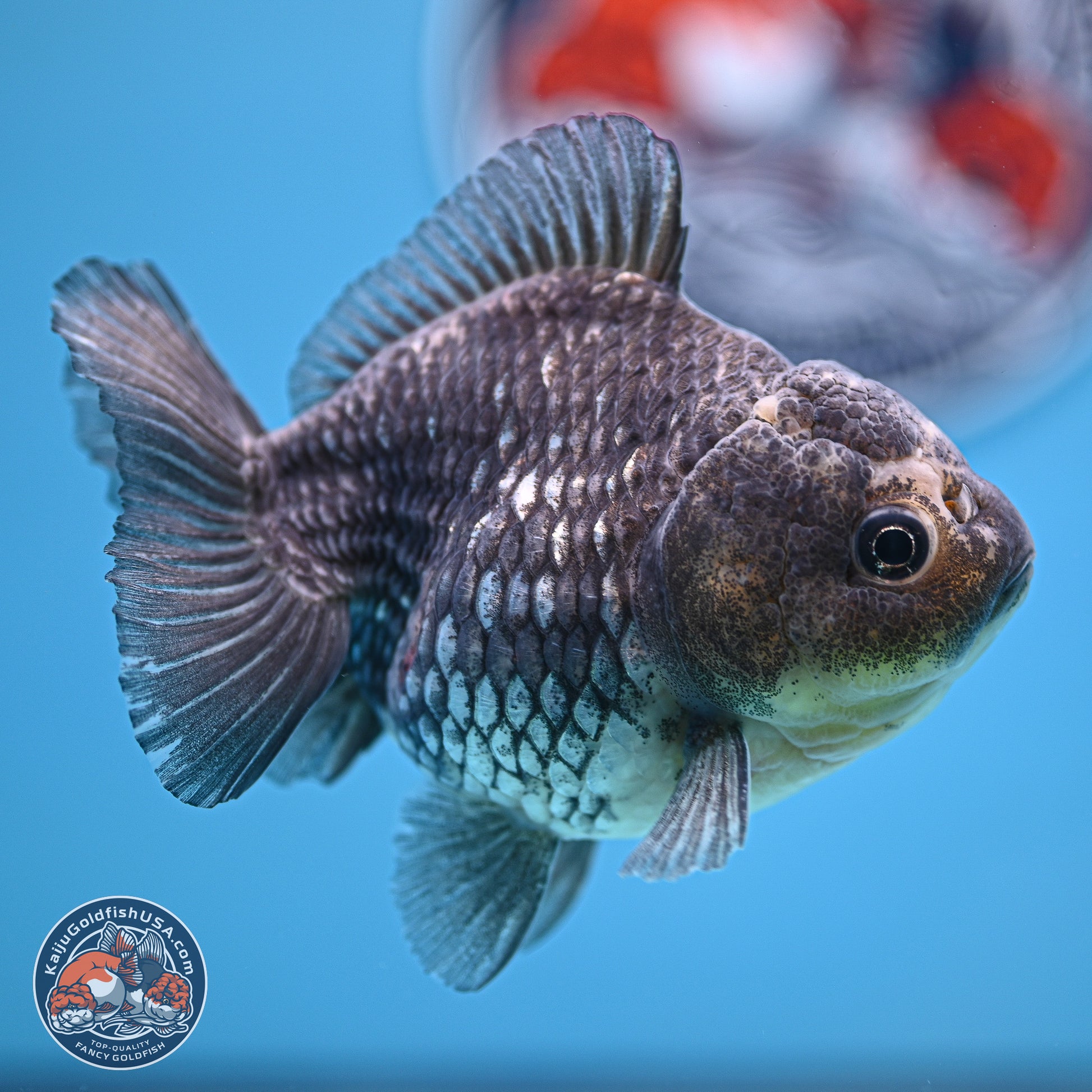 Grey Kirin YuanBao Oranda 5 inches Body- Female (241129_OR03) - Kaiju Goldfish USA