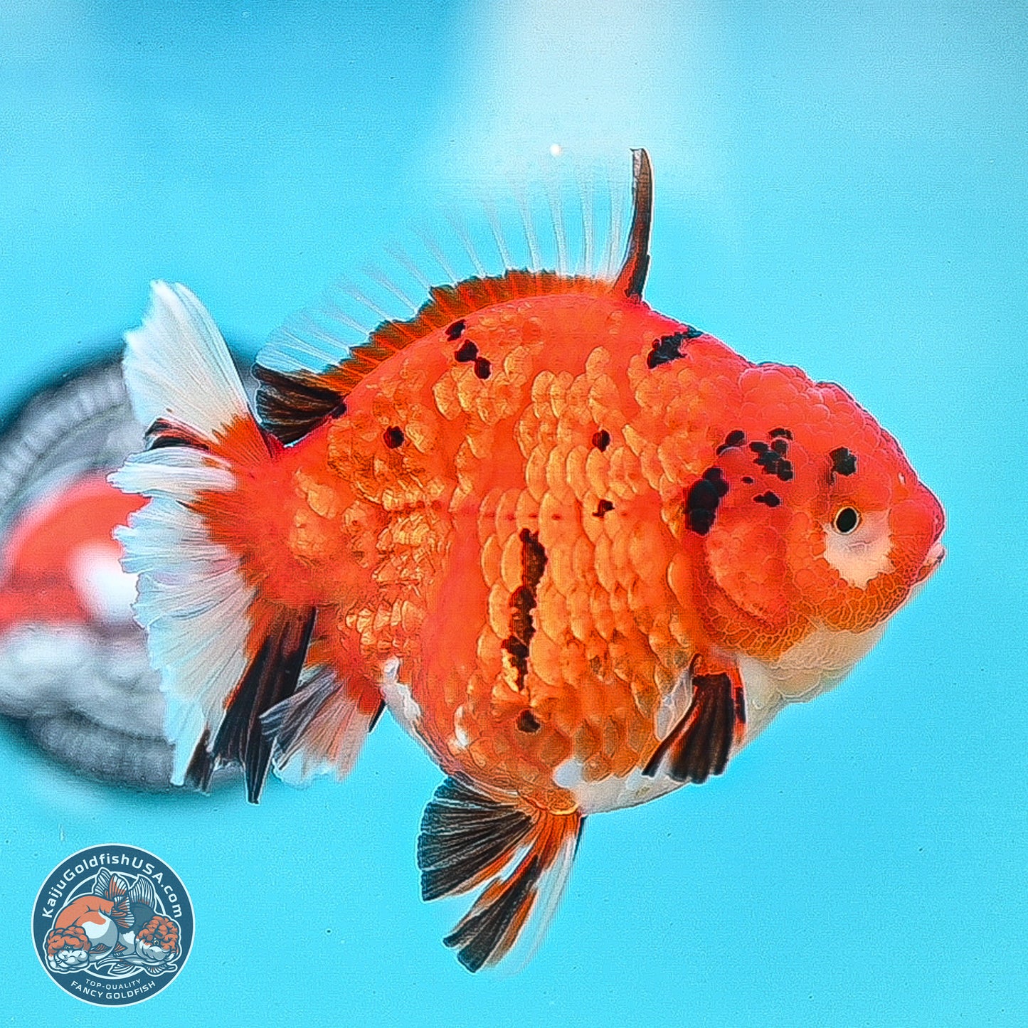 Gold Coin Tiger Oranda 4 inches Body - Female (250214_OR03)