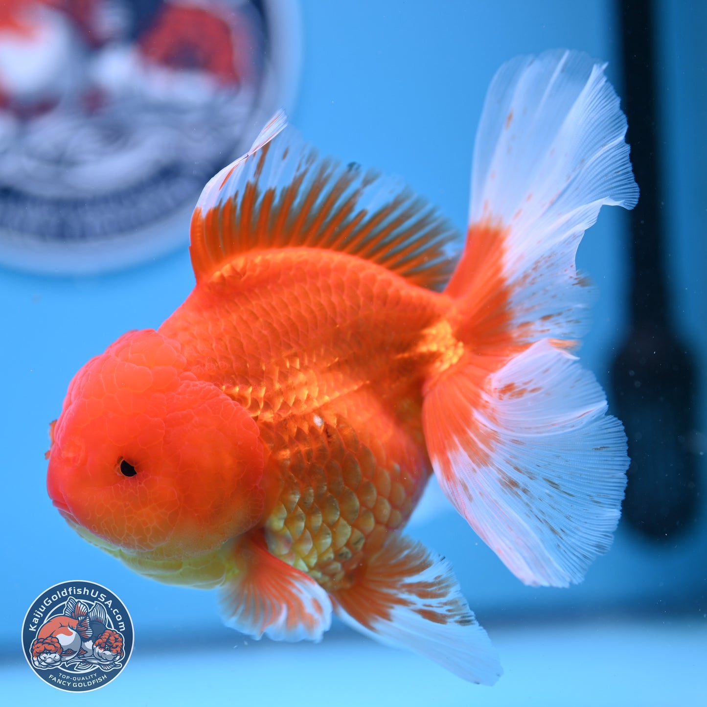 Red White Rose Tail Oranda 4-6 inches (240906_OR03) - Kaiju Goldfish USA