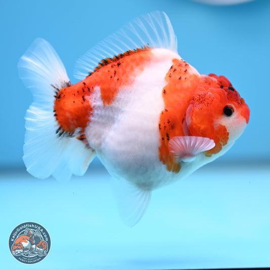 Tricolor Sakura YuanBao Oranda 4.5 inches (241101_OR03) - Kaiju Goldfish USA