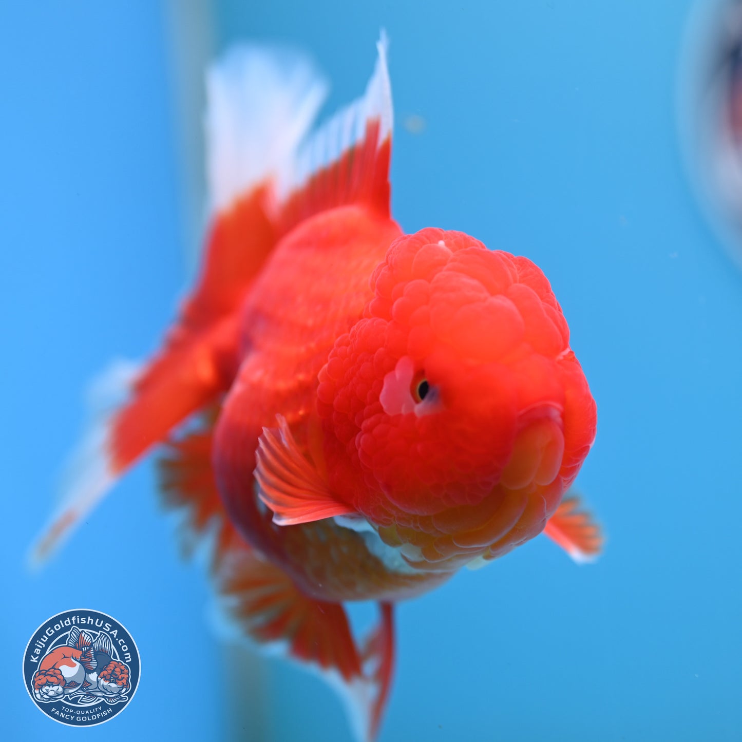 Red White Rose Tail Oranda 4.25 inches Body - Female (250221_OR03)