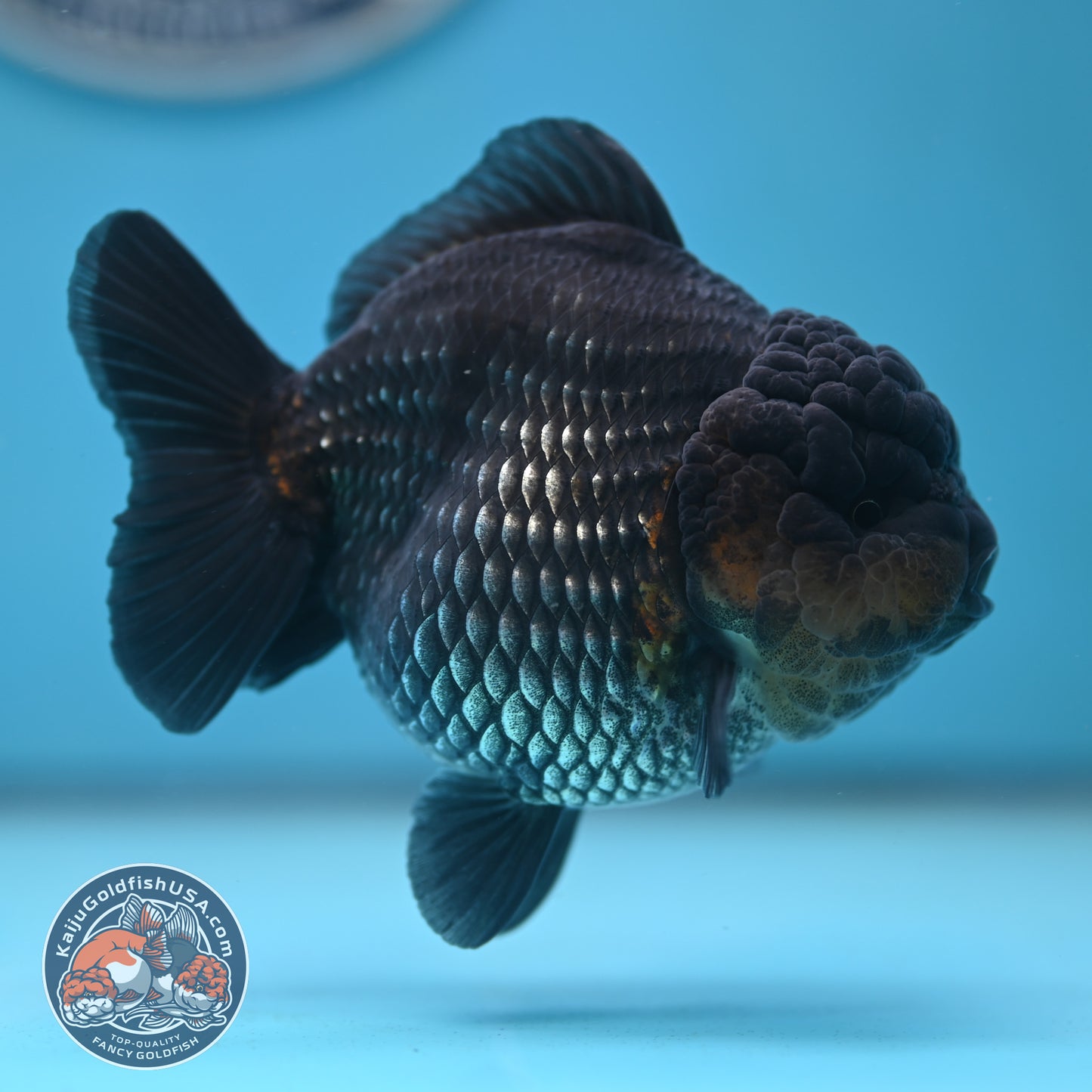 Shogun Metallic Oranda 4 inches Body (250606_OR03)