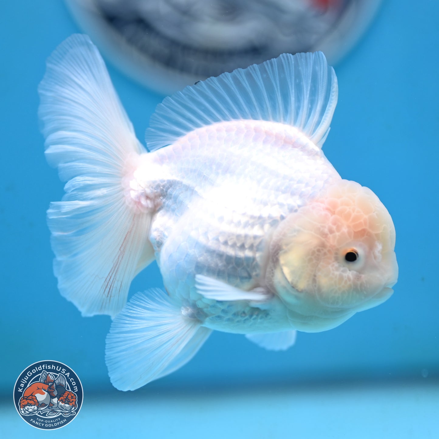 Snow White Oranda 3.5 inches Body - Female (250117_OR03) - Kaiju Goldfish USA