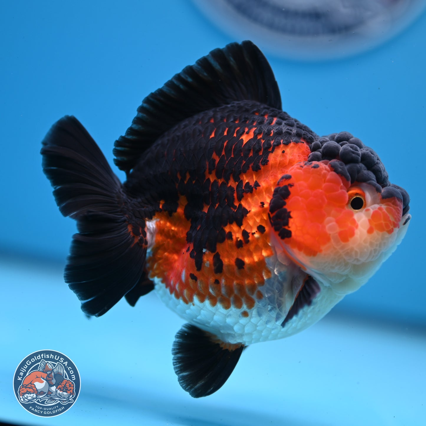 Tricolor YuanBao Oranda 3.75 inches Body - Female (241227_OR03) - Kaiju Goldfish USA