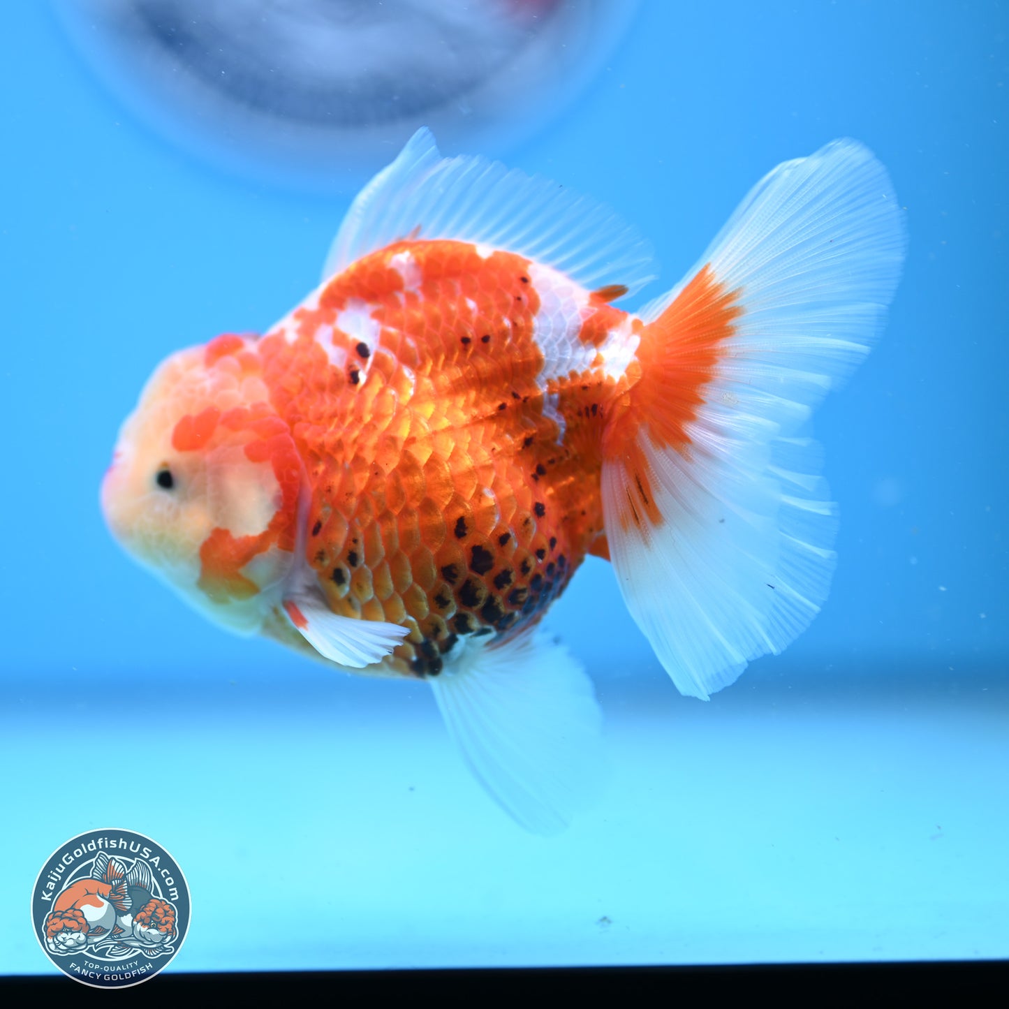 Tricolor Rose Tail Oranda 4.5 inches - Female (241206_OR03) - Kaiju Goldfish USA