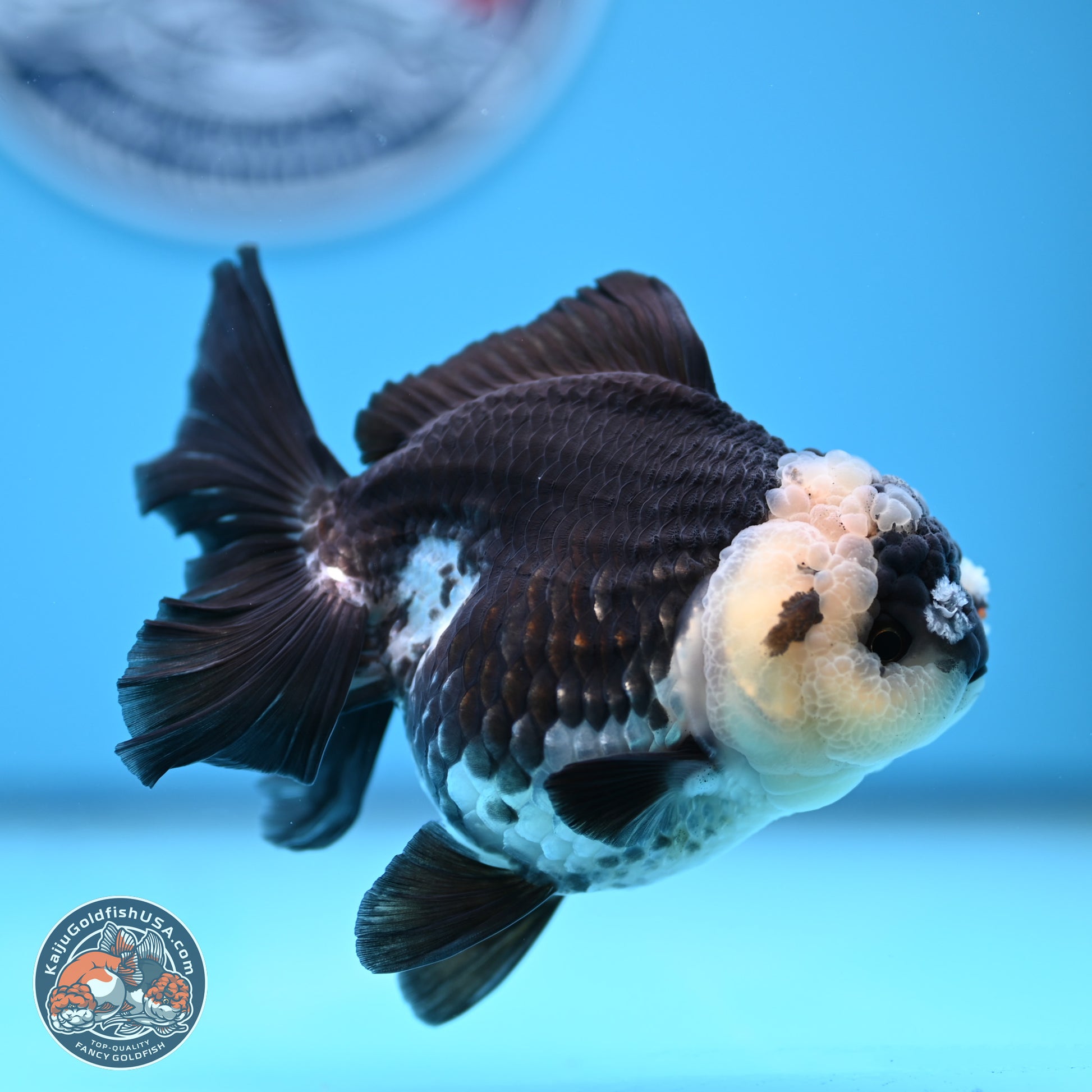 Panda Rose Tail Oranda 3.5in body (240809_OR03) - Kaiju Goldfish USA