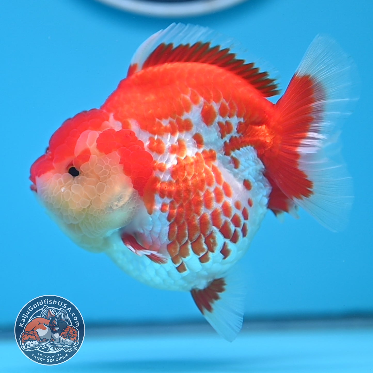 Deer Spot Red White Oranda 4 inches Body (250523_OR03)