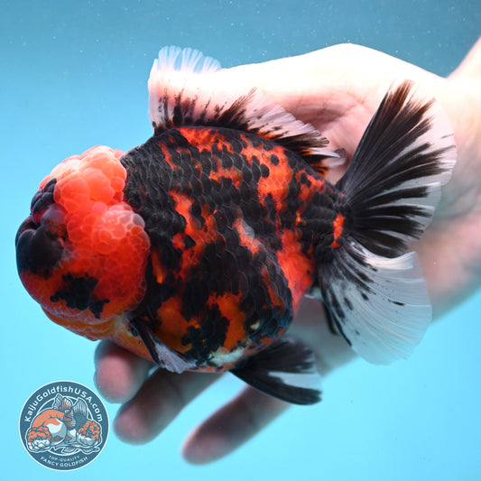 Tiger Oranda 4 inch Body (251003_OR03)