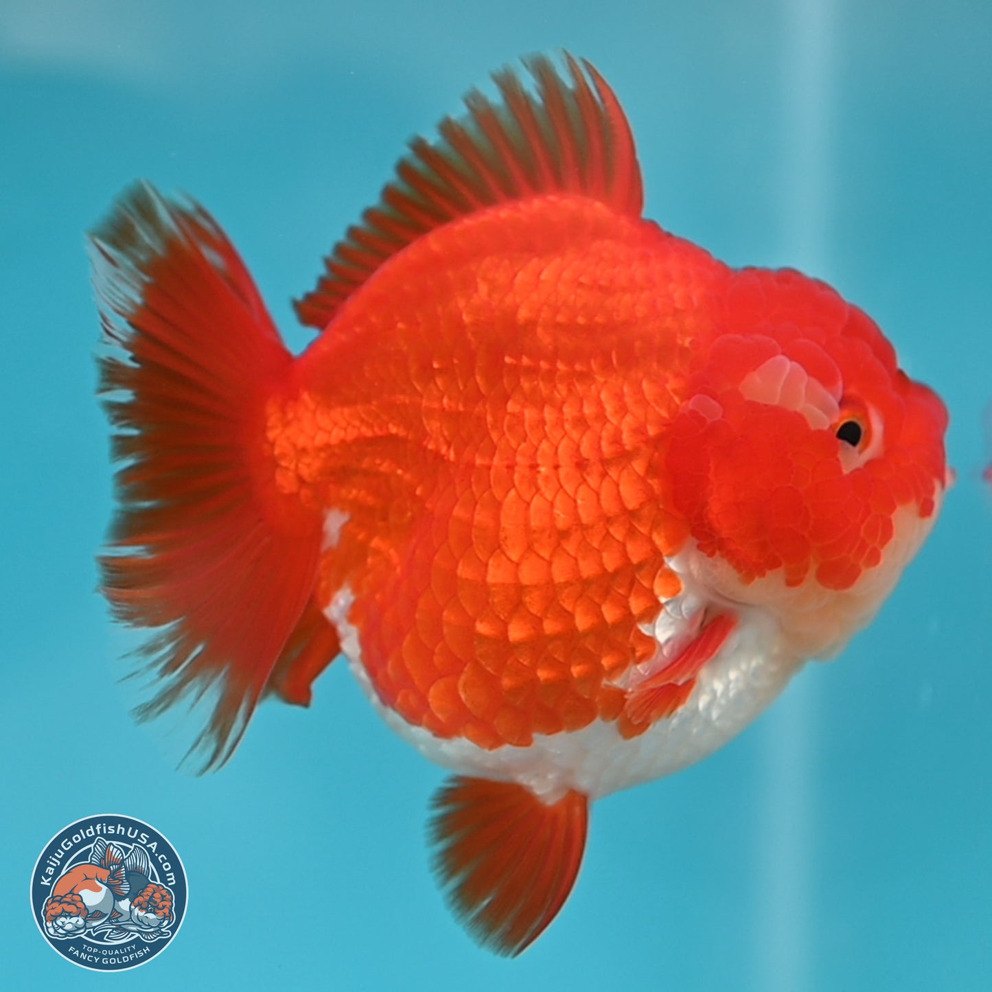 Red White YuanBao Oranda 3.5 inches Body - Female (250131_OR03)