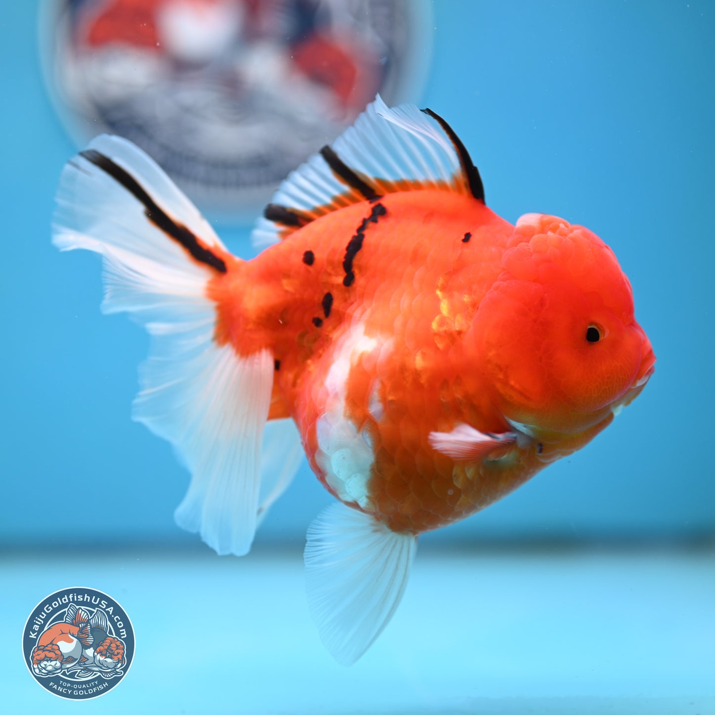 Tricolor Sakura Rose Tail Oranda 4 inches Body - Female (250404_OR03)