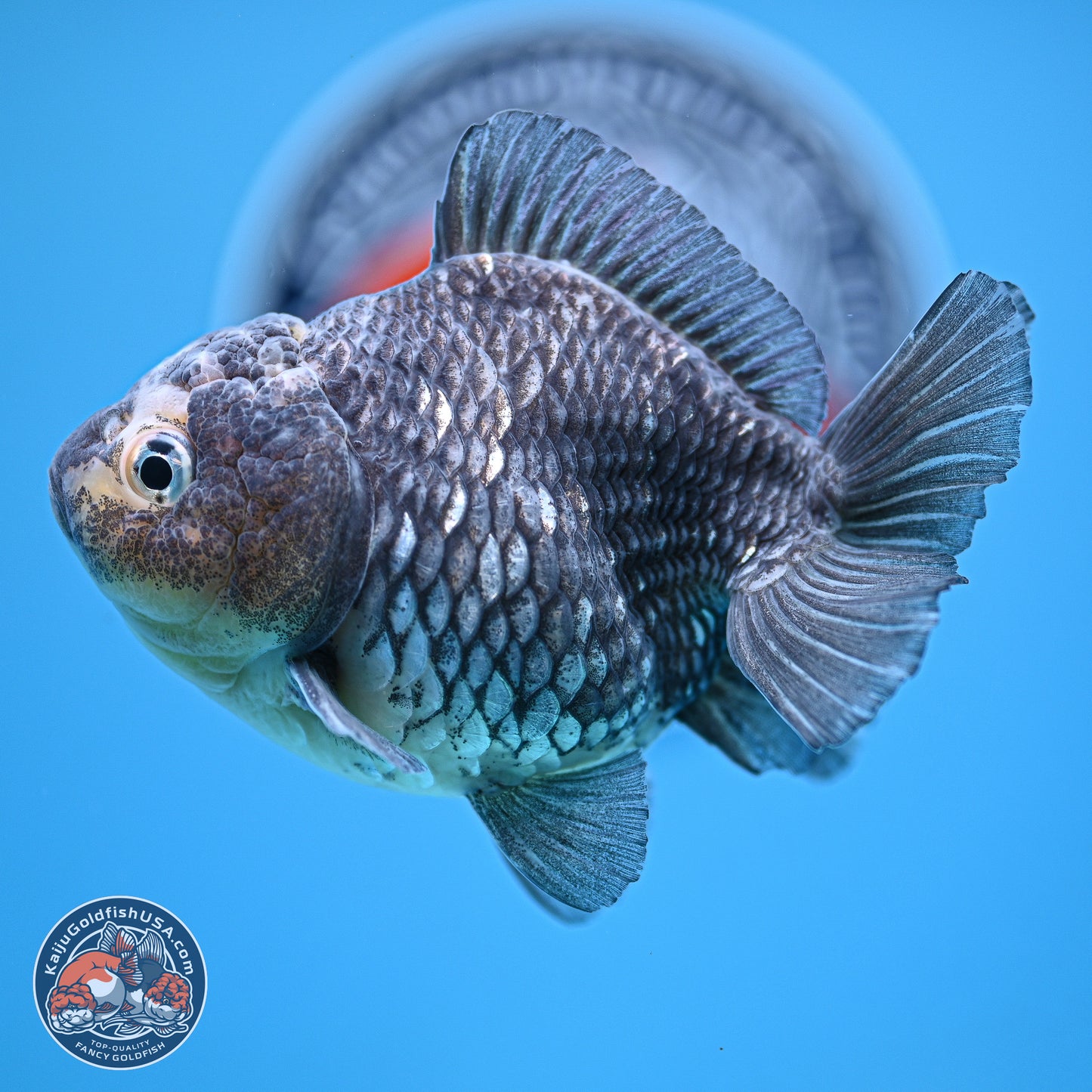 Grey Kirin YuanBao Oranda 5 inches Body- Female (241129_OR03) - Kaiju Goldfish USA