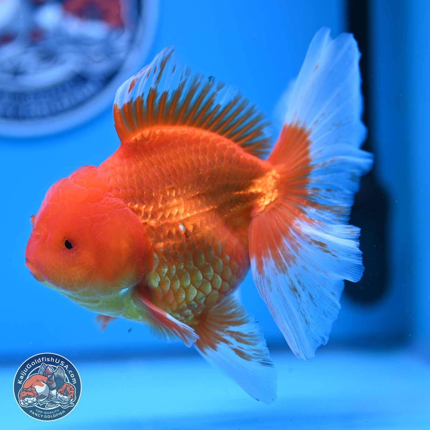 Red White Rose Tail Oranda 4-6 inches (240906_OR03) - Kaiju Goldfish USA