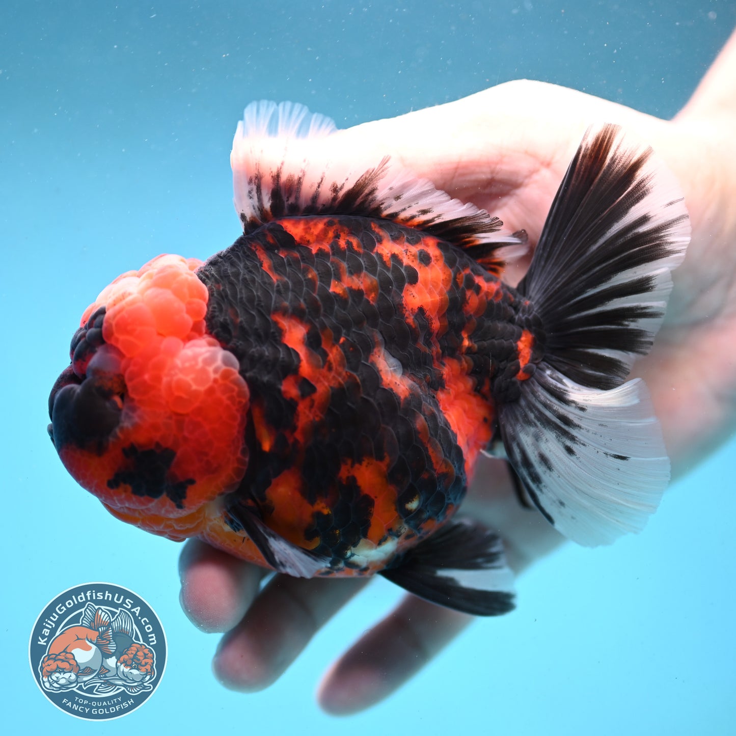 Tiger Oranda 4 inch Body (251003_OR03)