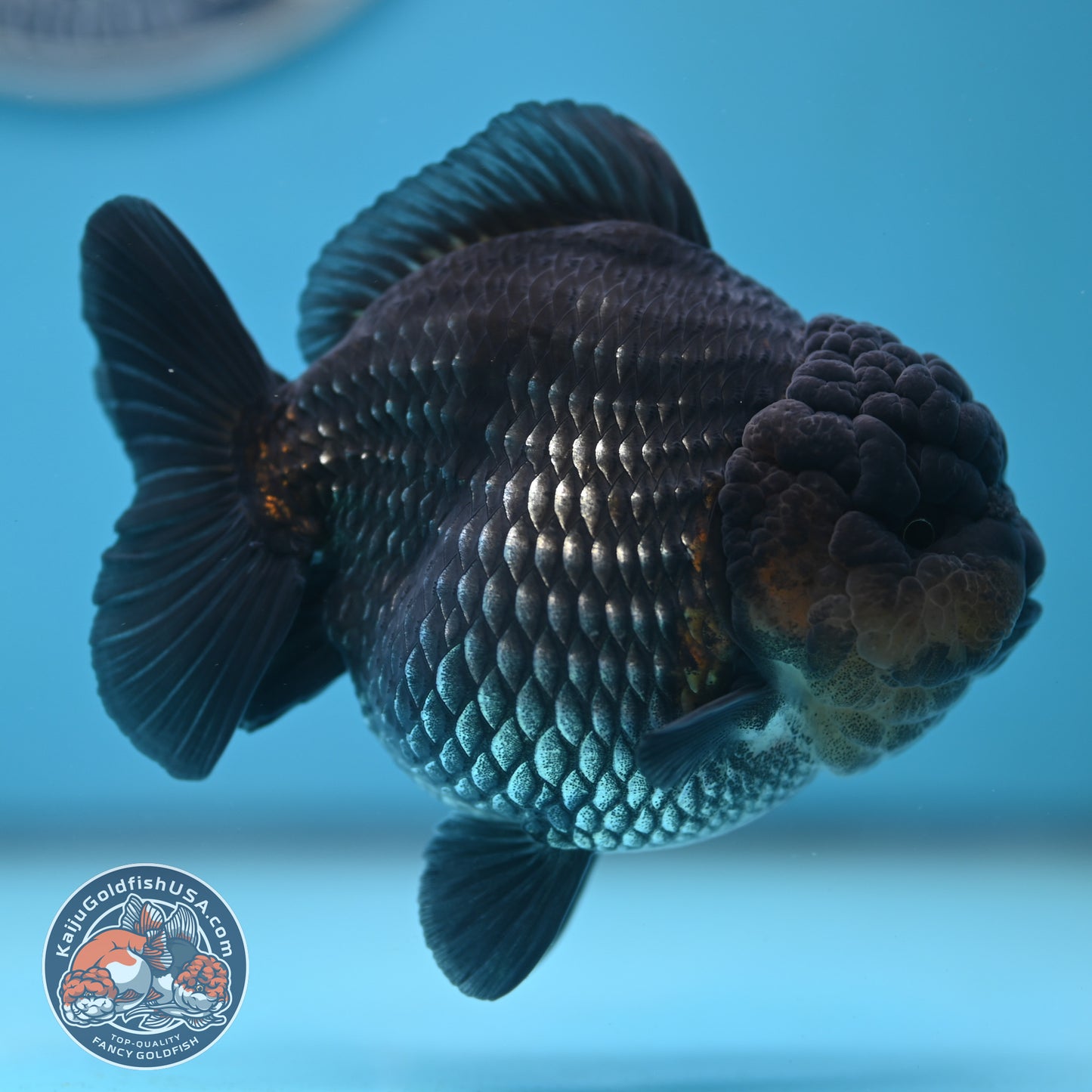 Shogun Metallic Oranda 4 inches Body (250606_OR03)