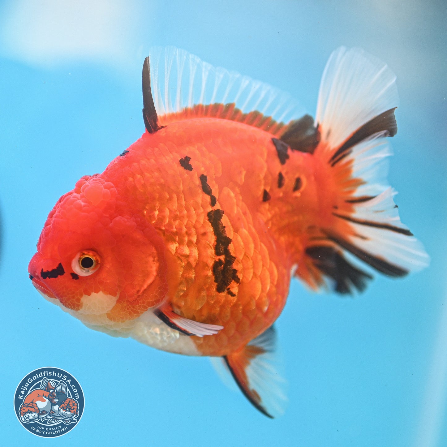 Gold Coin Tiger Oranda 4 inches Body - Female (250214_OR03)