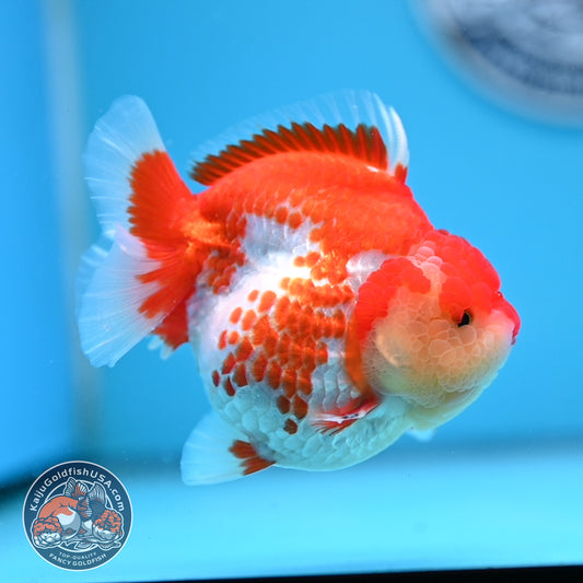 Deer Spot Red White Oranda 4 inches Body (250523_OR03)