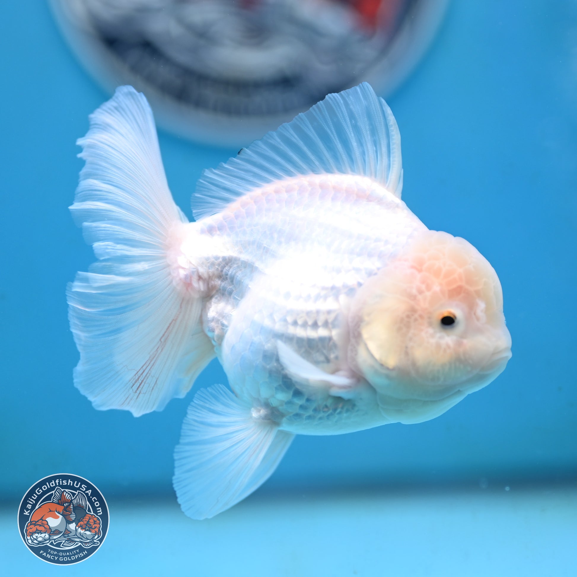 Snow White Oranda 3.5 inches Body - Female (250117_OR03) - Kaiju Goldfish USA