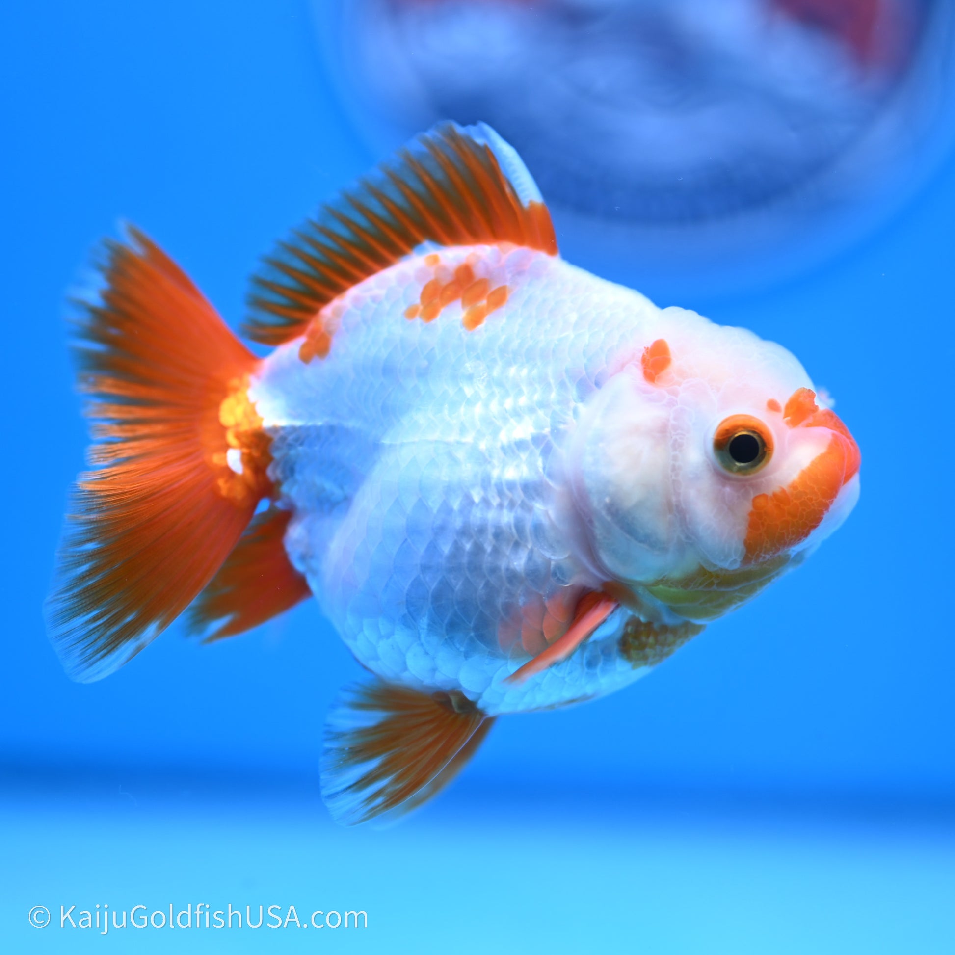 Shogun Godzilla Red White Oranda 3.25in Body (240719_OR03) - Kaiju Goldfish USA