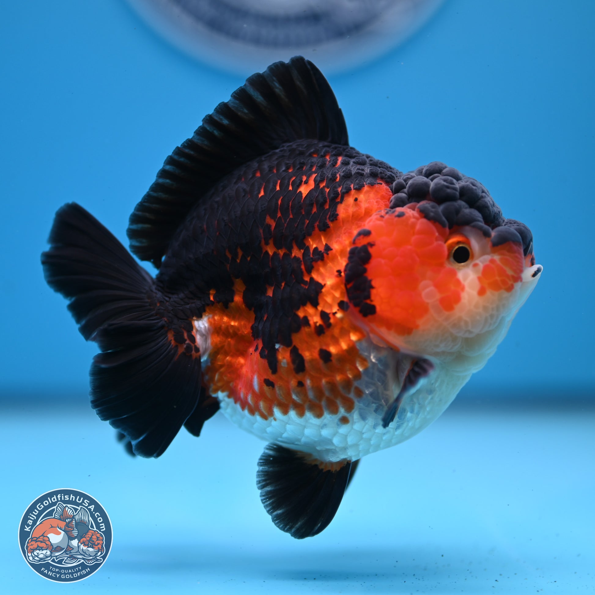 Tricolor YuanBao Oranda 3.75 inches Body - Female (241227_OR03) - Kaiju Goldfish USA