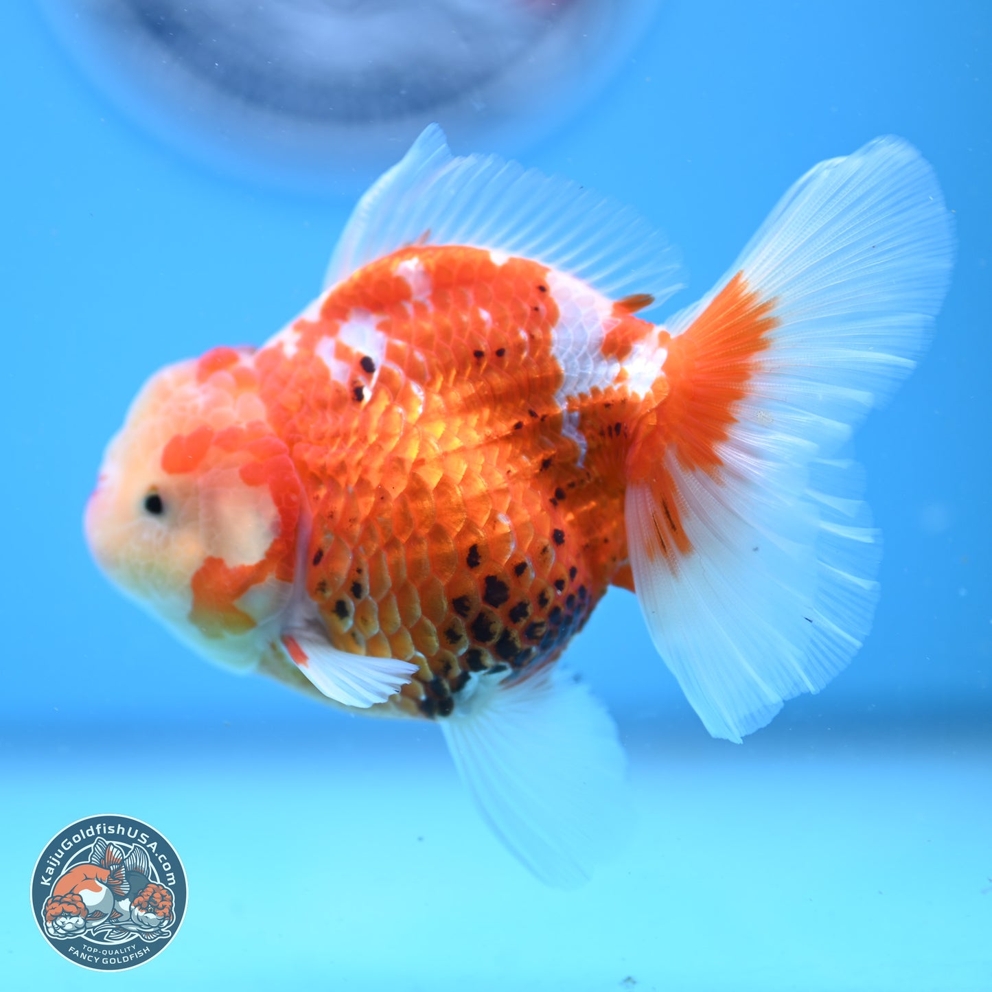 Tricolor Rose Tail Oranda 4.5 inches - Female (241206_OR03) - Kaiju Goldfish USA