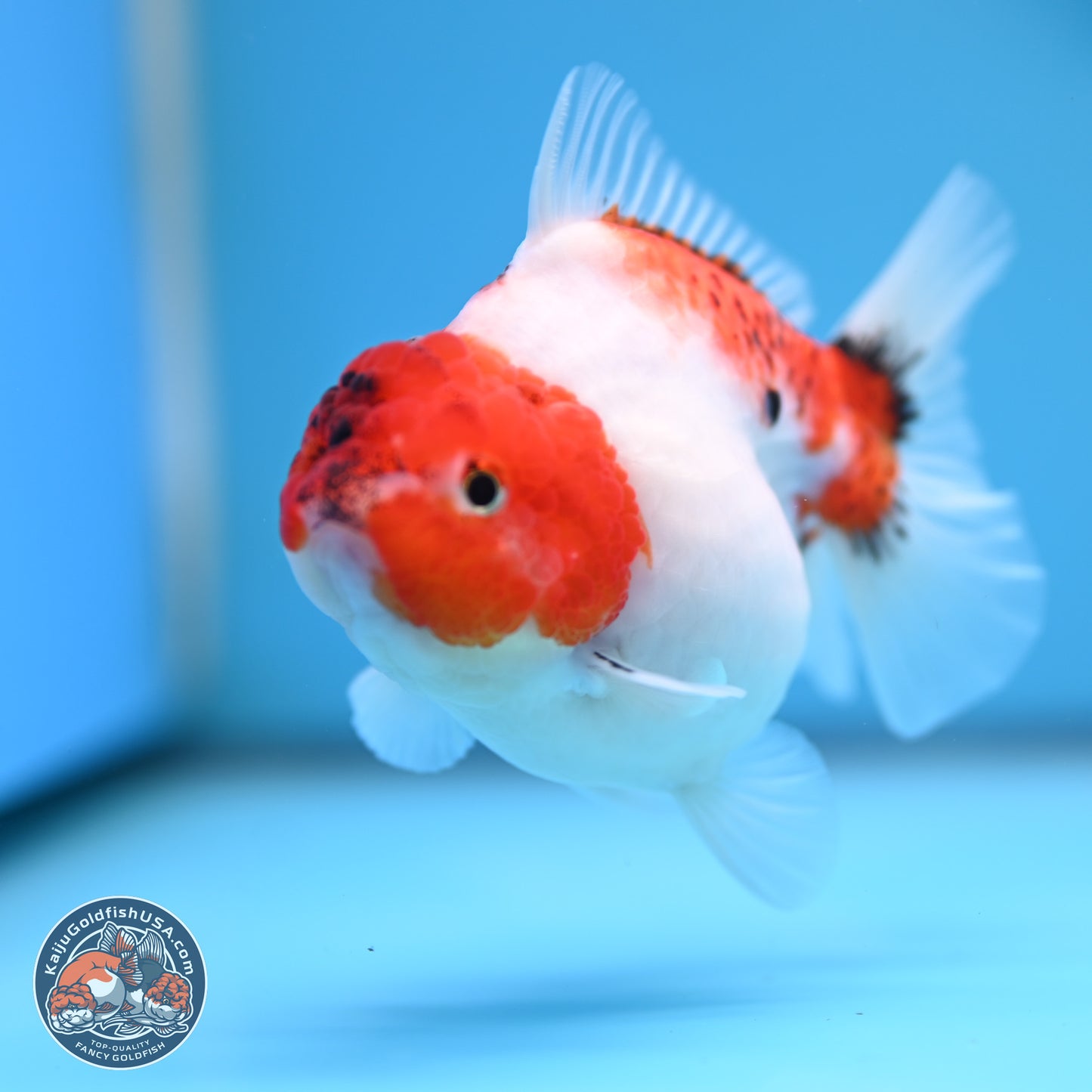 Tricolor Sakura YuanBao Oranda 4.5 inches (241101_OR03) - Kaiju Goldfish USA