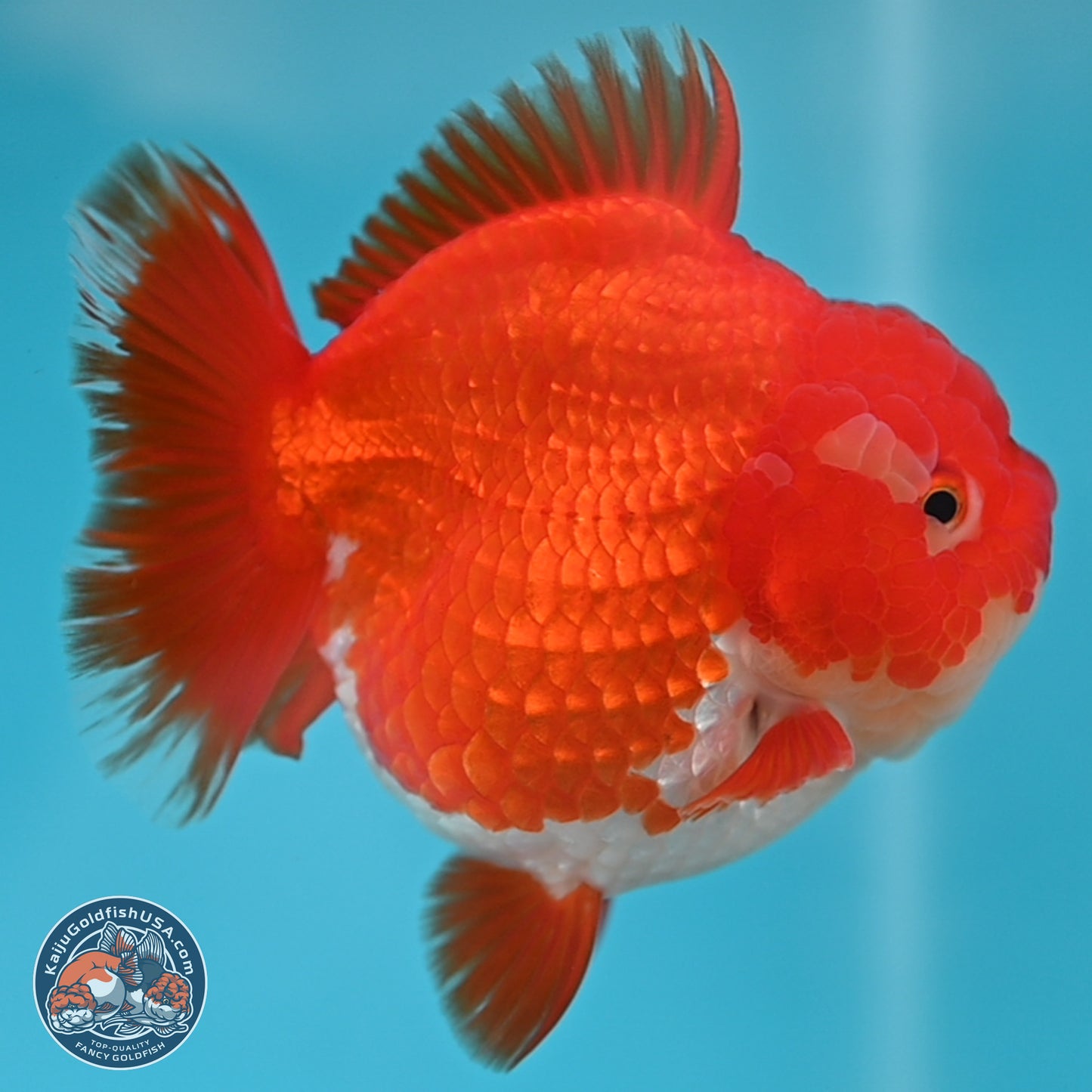 Red White YuanBao Oranda 3.5 inches Body - Female (250131_OR03)