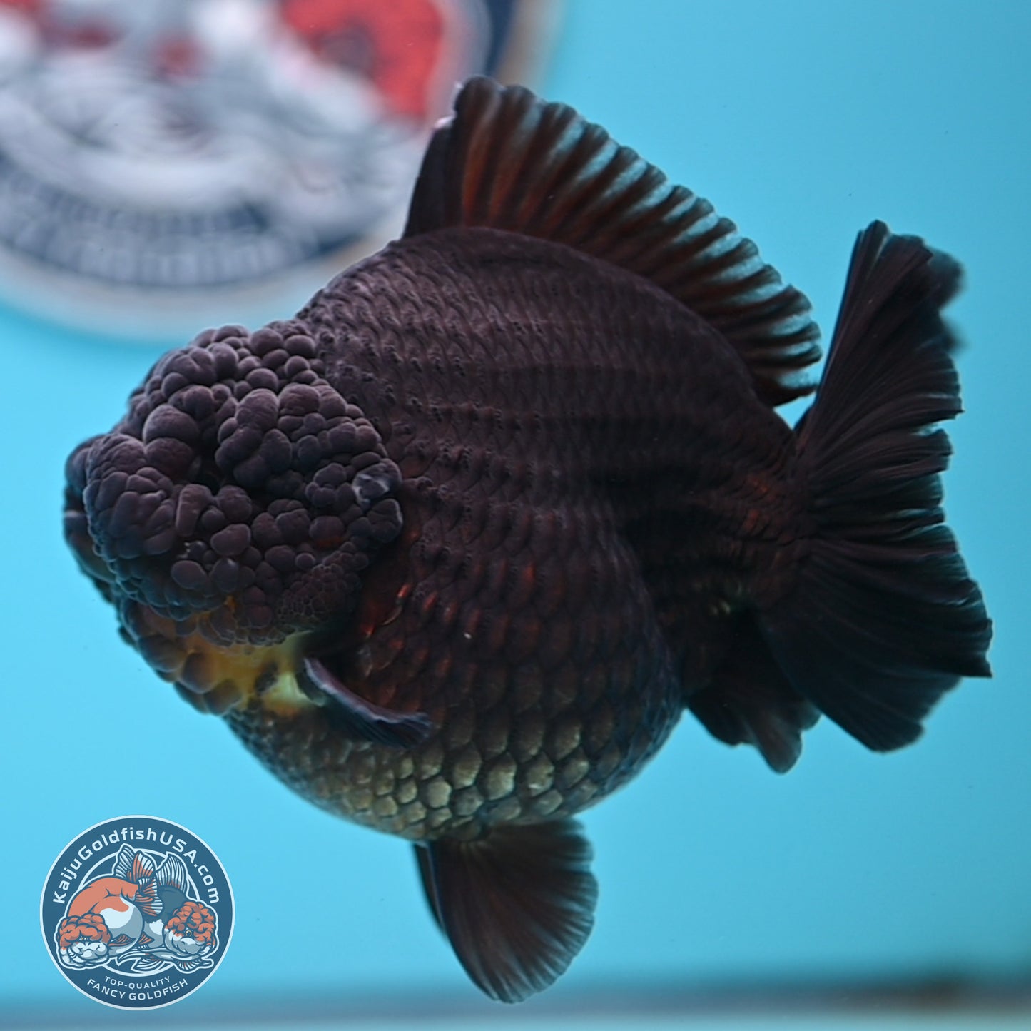 Black YuanBao Oranda 4.5 inches Body (250516_OR03)