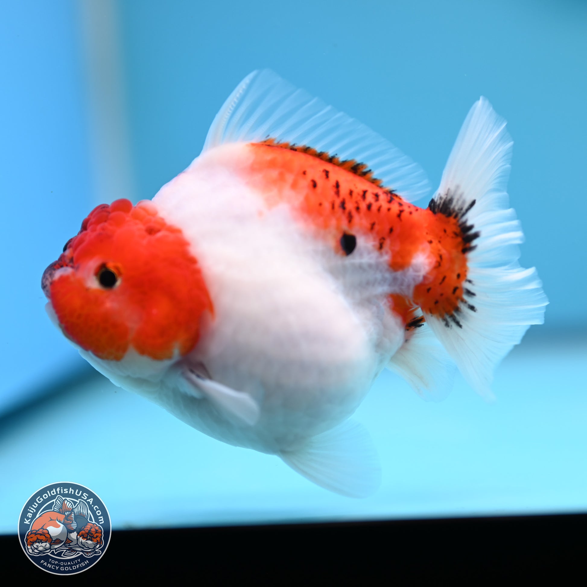 Tricolor Sakura YuanBao Oranda 4.5 inches (241101_OR03) - Kaiju Goldfish USA