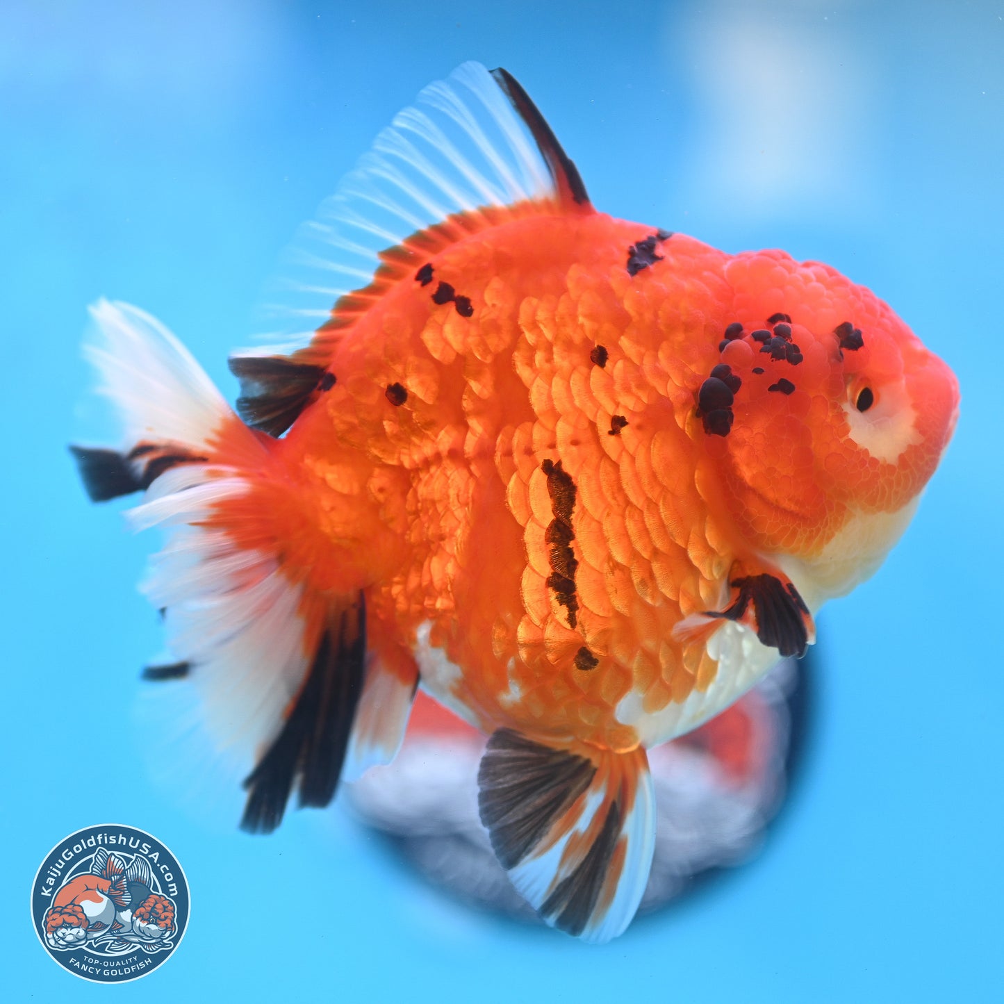 Gold Coin Tiger Oranda 4 inches Body - Female (250214_OR03)