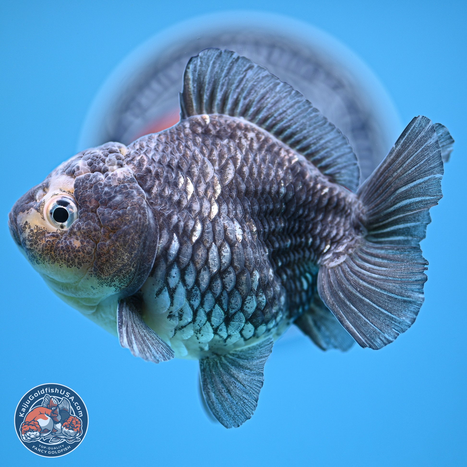 Grey Kirin YuanBao Oranda 5 inches Body- Female (241129_OR03) - Kaiju Goldfish USA