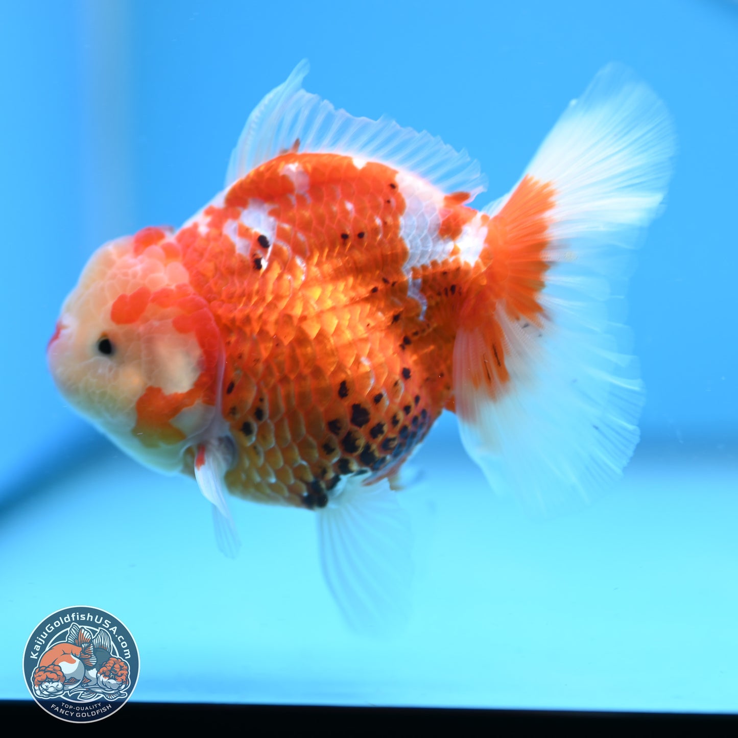 Tricolor Rose Tail Oranda 4.5 inches - Female (241206_OR03) - Kaiju Goldfish USA