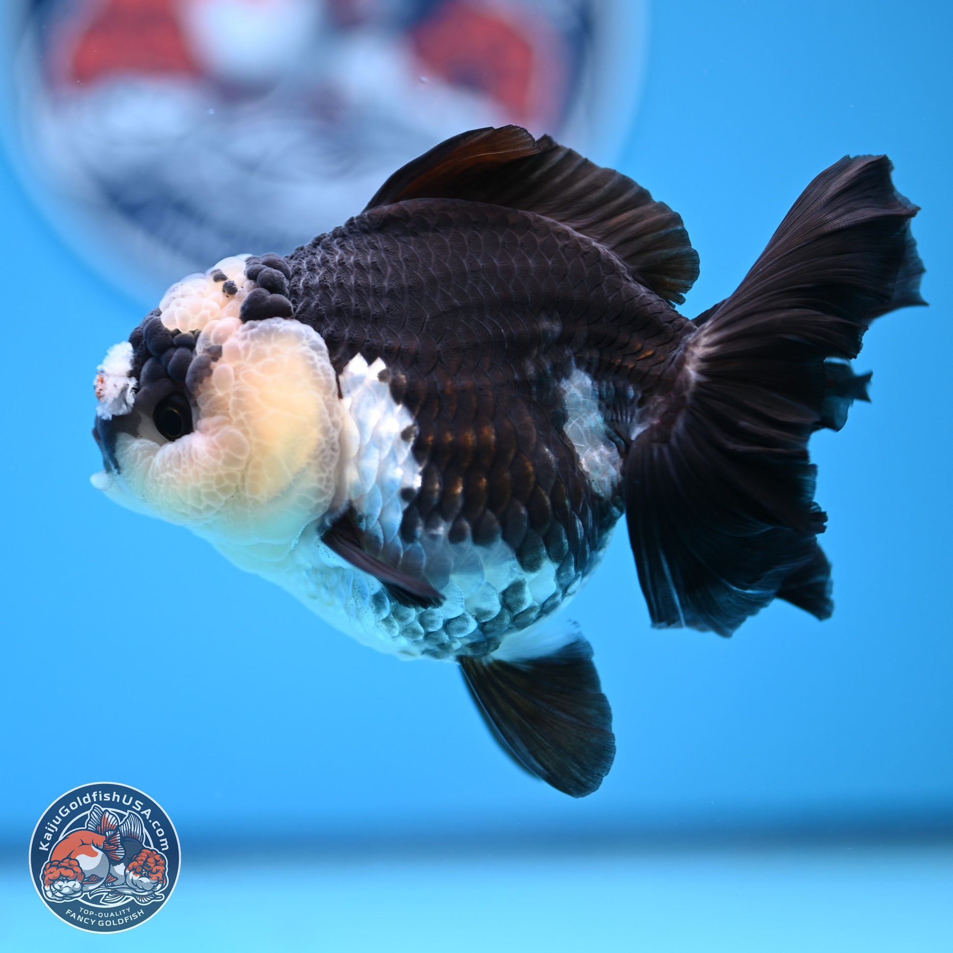 Panda Rose Tail Oranda 3.5in body (240809_OR03) - Kaiju Goldfish USA