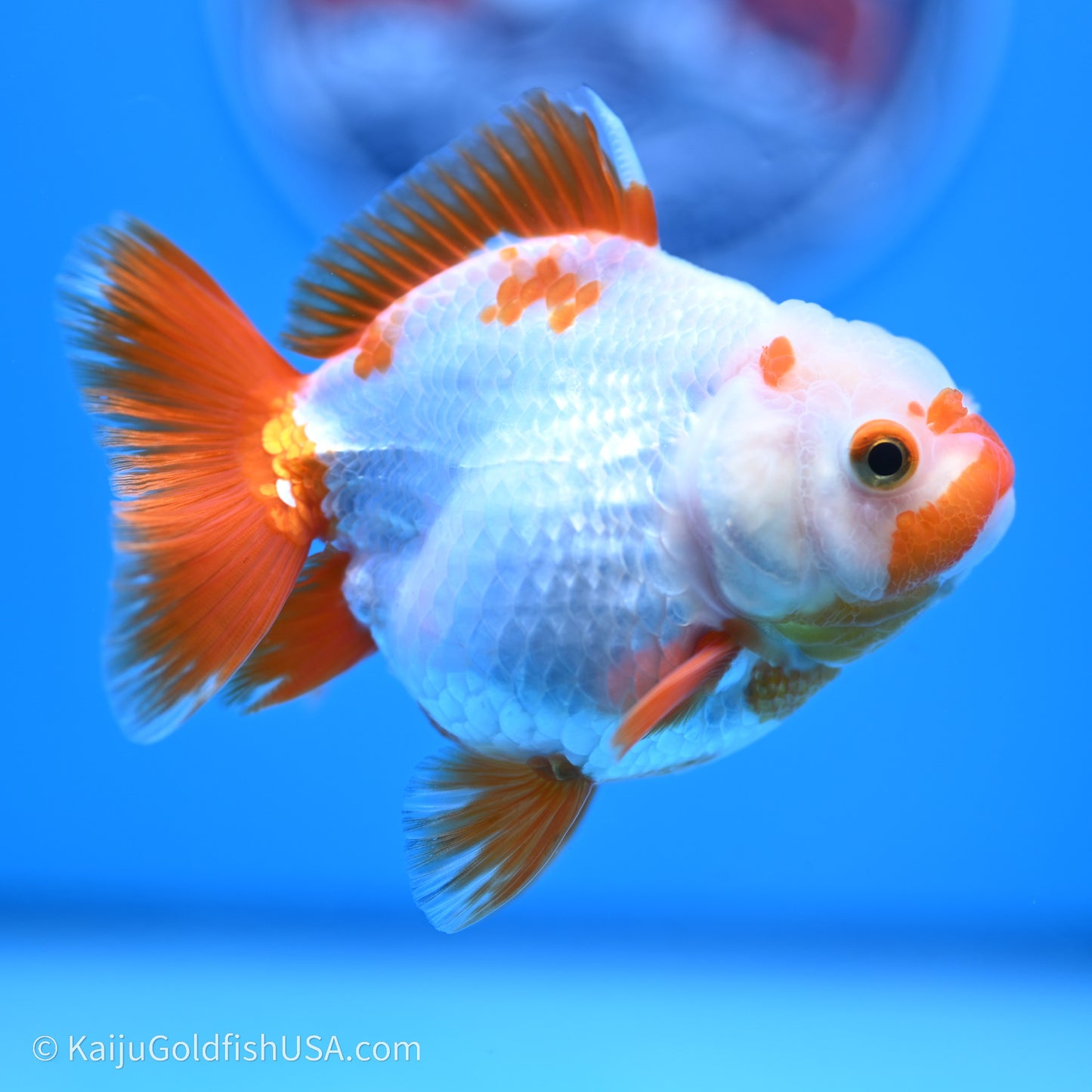 Shogun Godzilla Red White Oranda 3.25in Body (240719_OR03) - Kaiju Goldfish USA