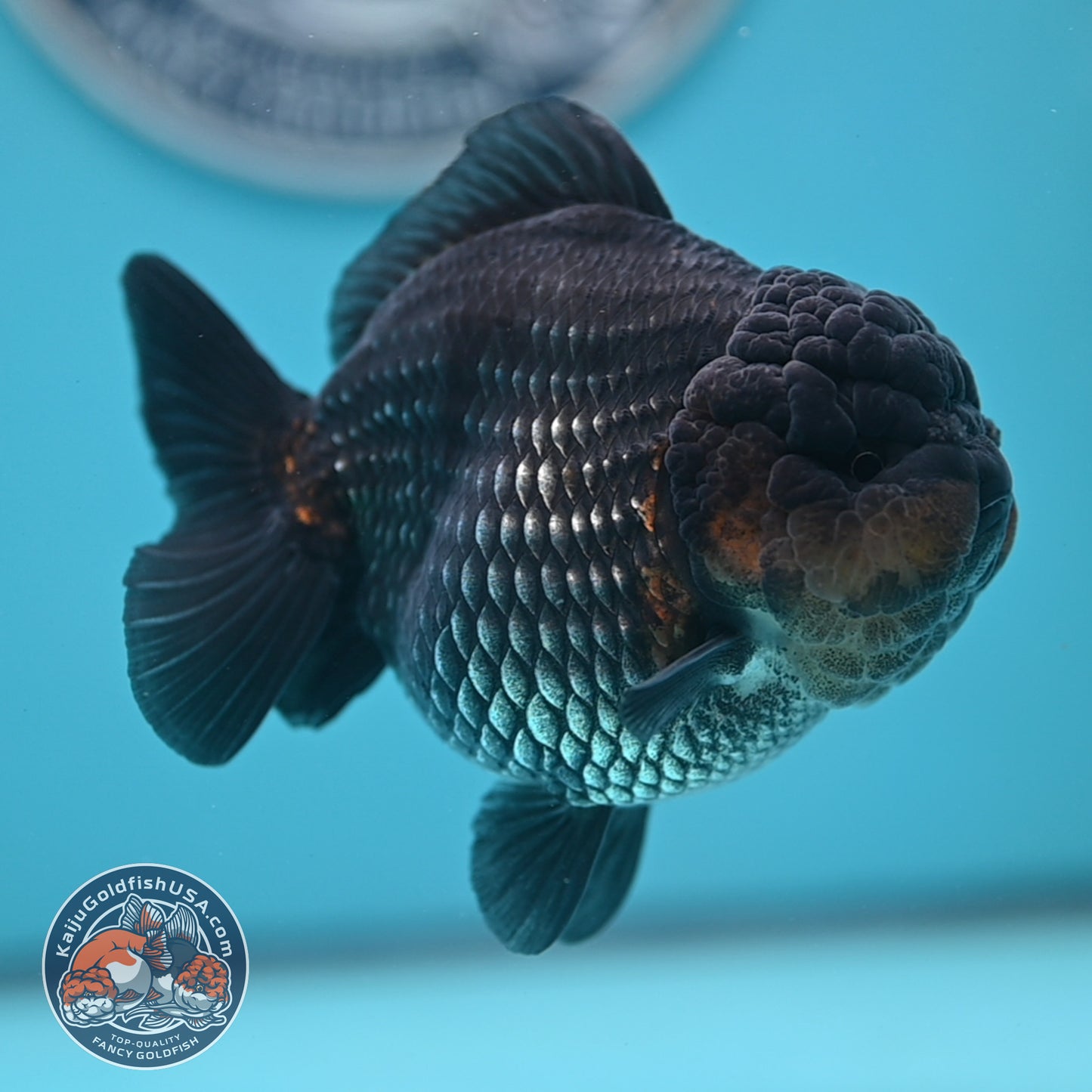 Shogun Metallic Oranda 4 inches Body (250606_OR03)