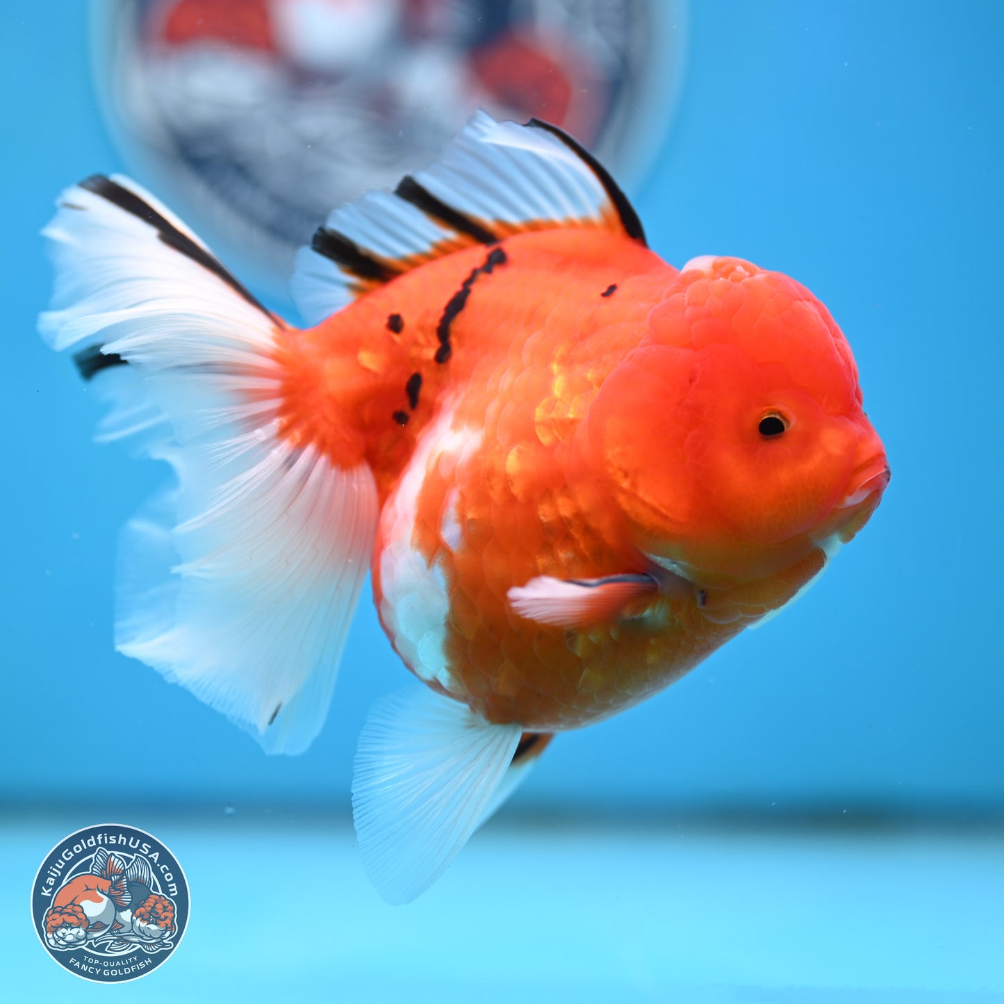 Tricolor Sakura Rose Tail Oranda 4 inches Body - Female (250404_OR03)