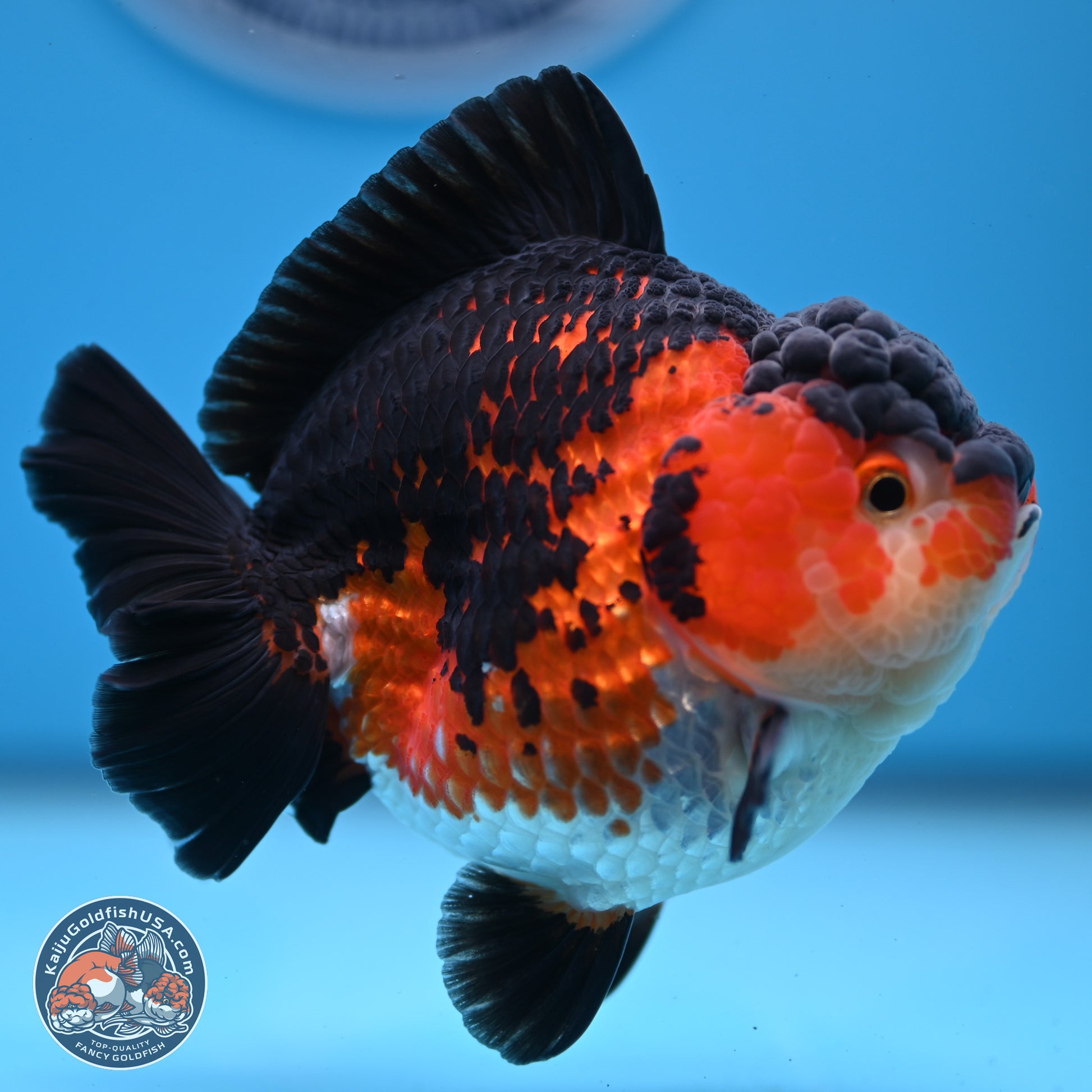 Tricolor YuanBao Oranda 3.75 inches Body - Female (241227_OR03) - Kaiju Goldfish USA