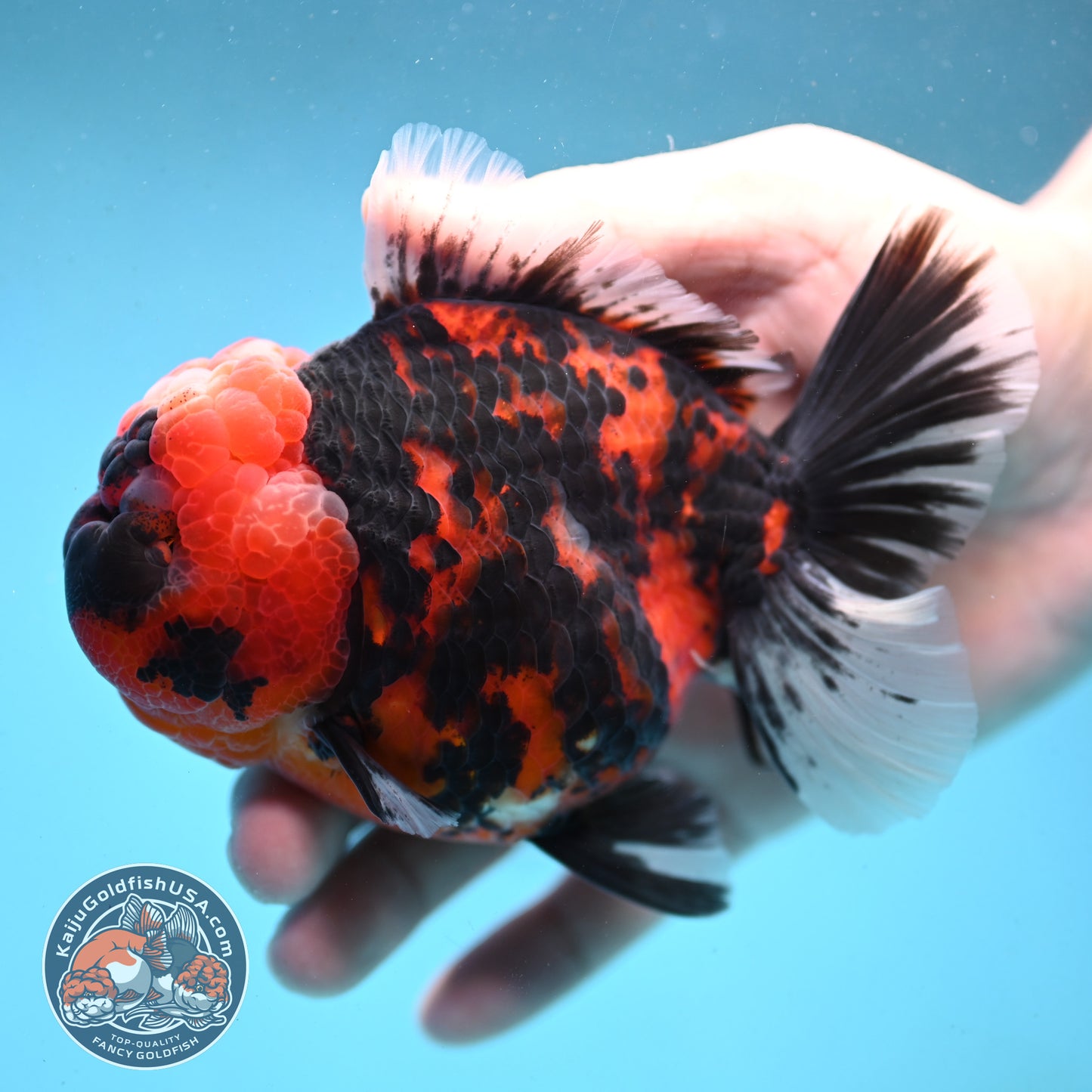 Tiger Oranda 4 inch Body (251003_OR03)