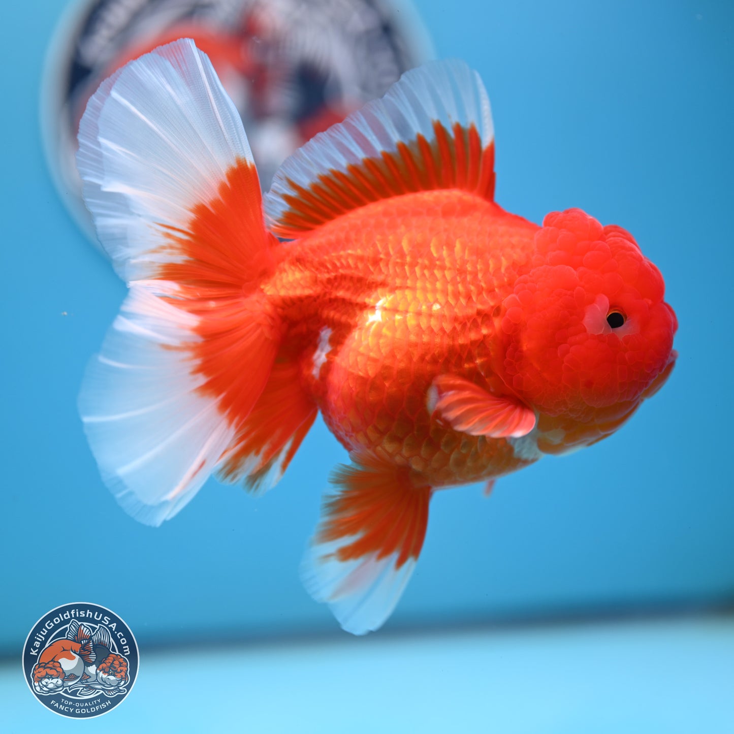 Red White Rose Tail Oranda 4.25 inches Body - Female (250221_OR03)