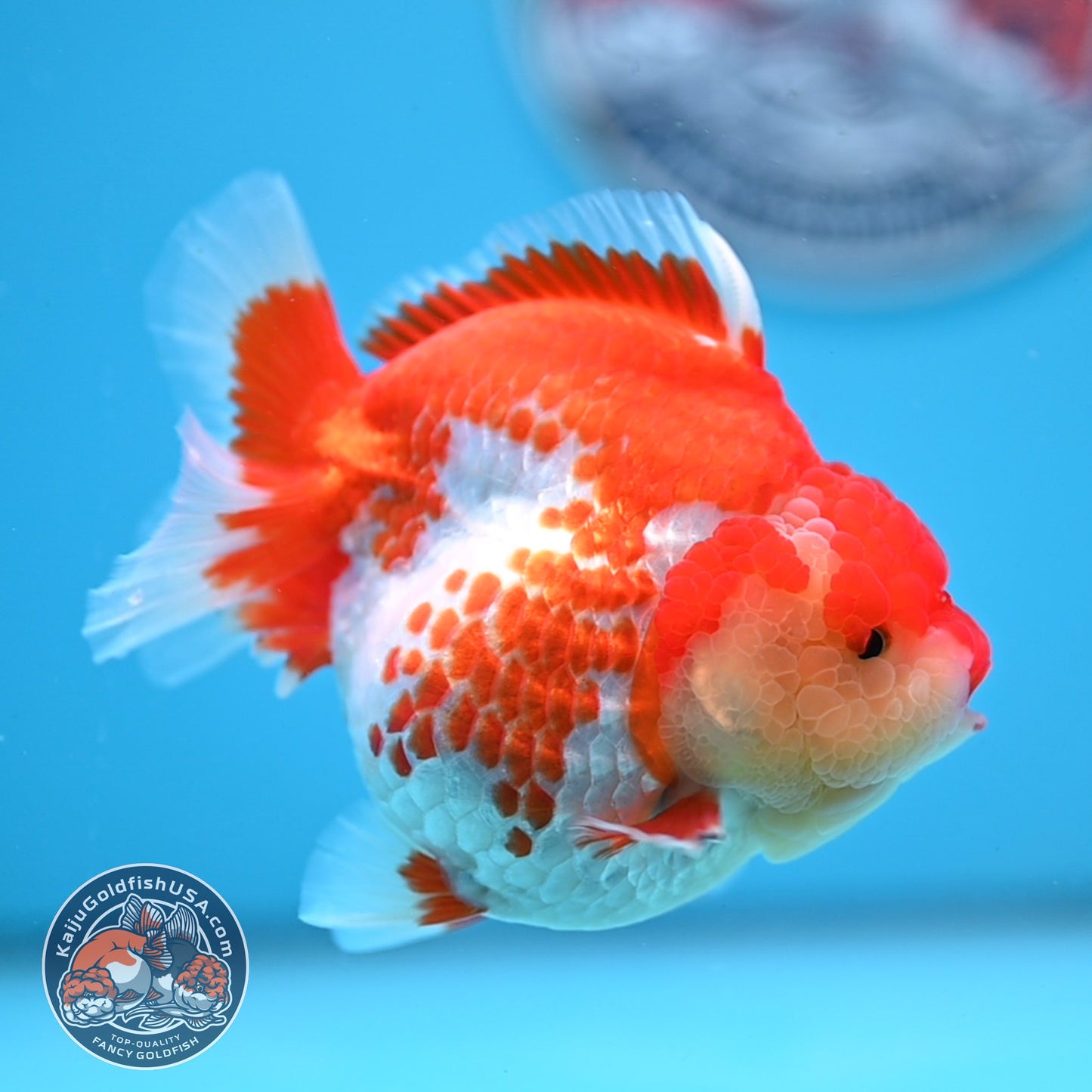Deer Spot Red White Oranda 4 inches Body (250523_OR03)