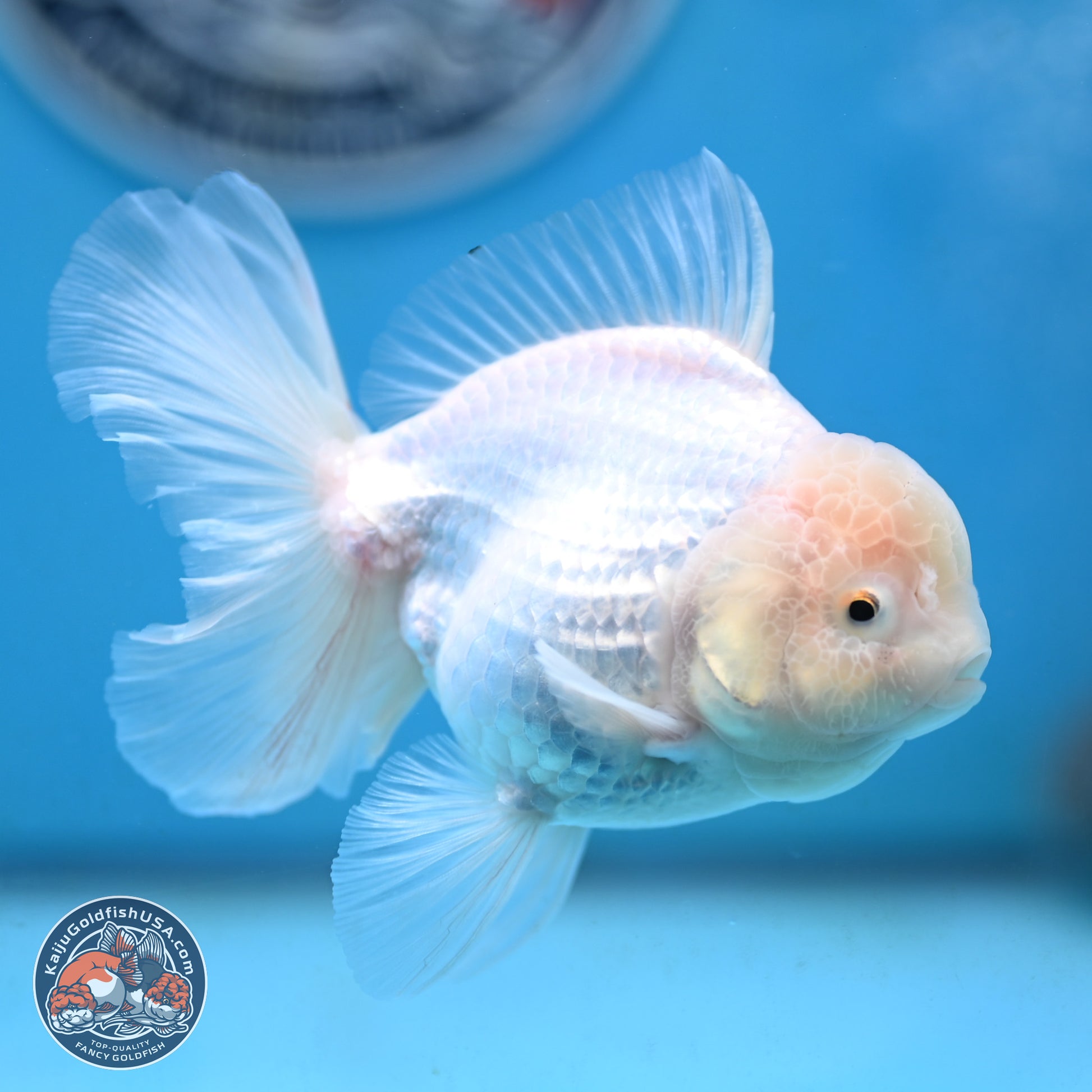 Snow White Oranda 3.5 inches Body - Female (250117_OR03) - Kaiju Goldfish USA